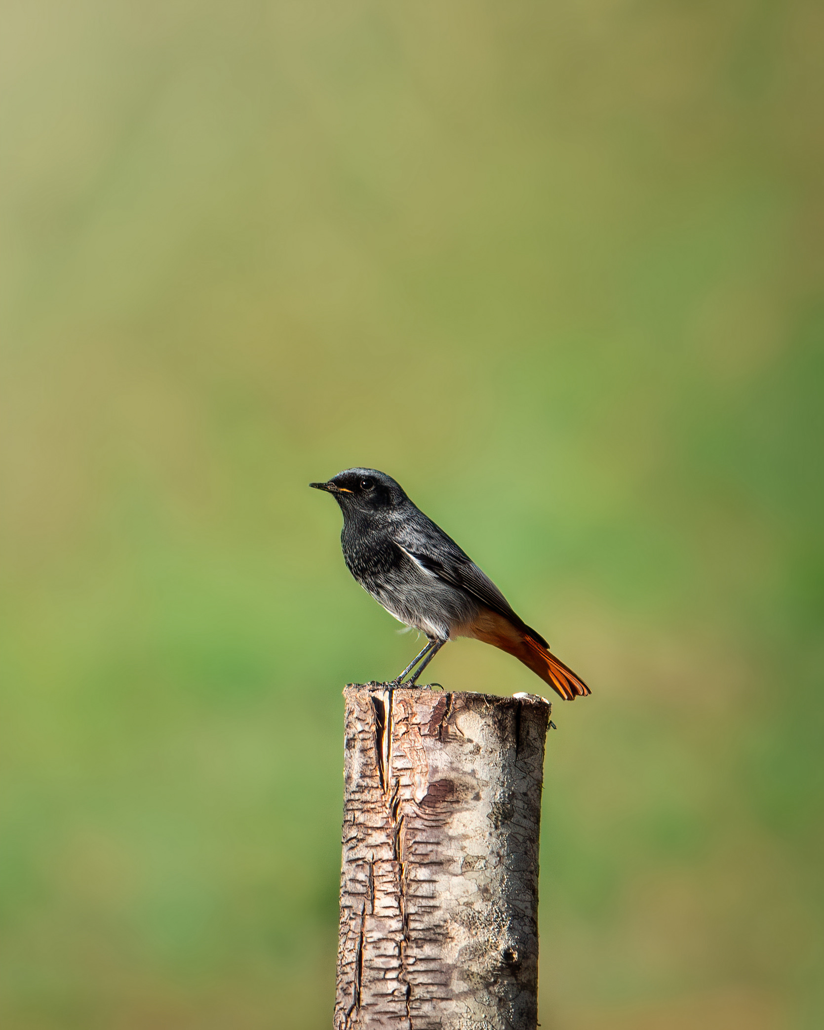 Black redstart