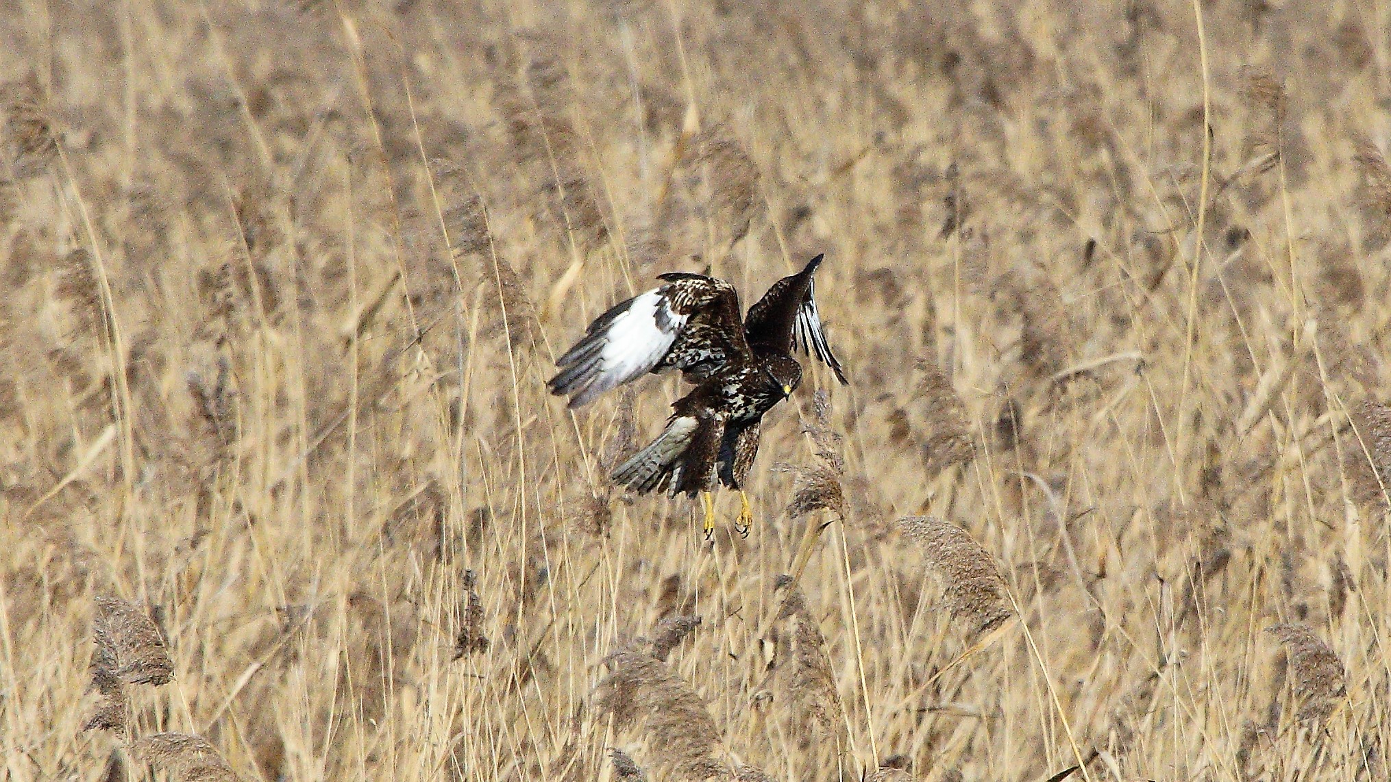 Poiana 24 gen 2022 --024--