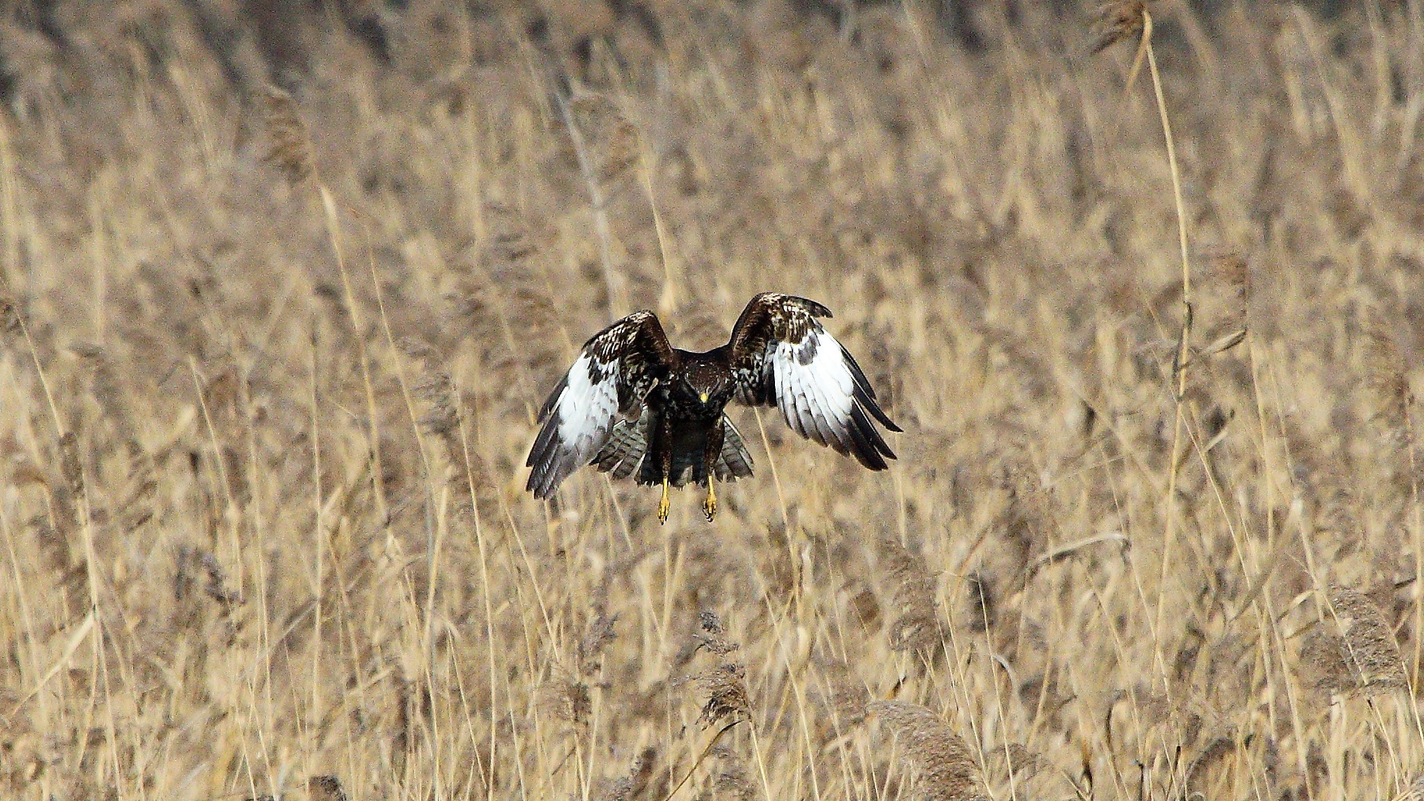 Poiana 24 gen 2022 --029--