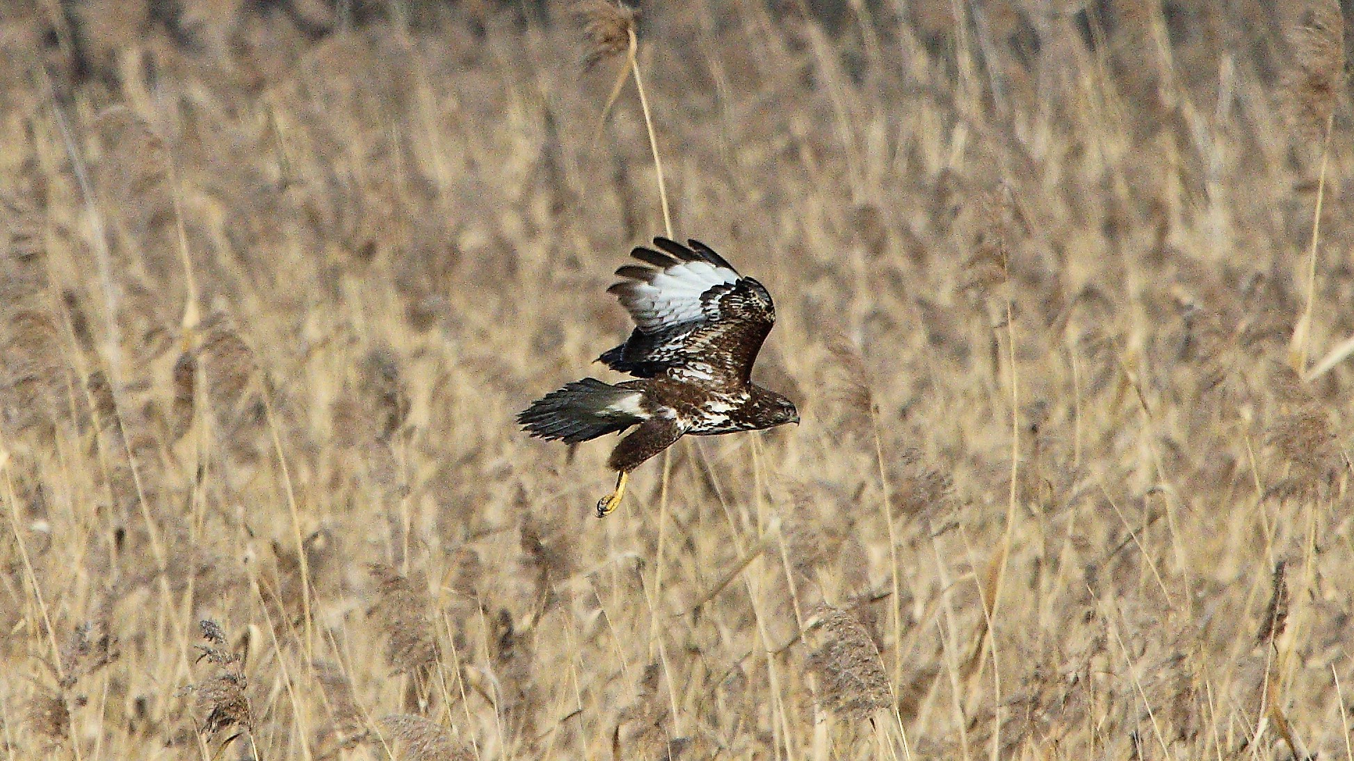 Poiana 24 gen 2022 --032--