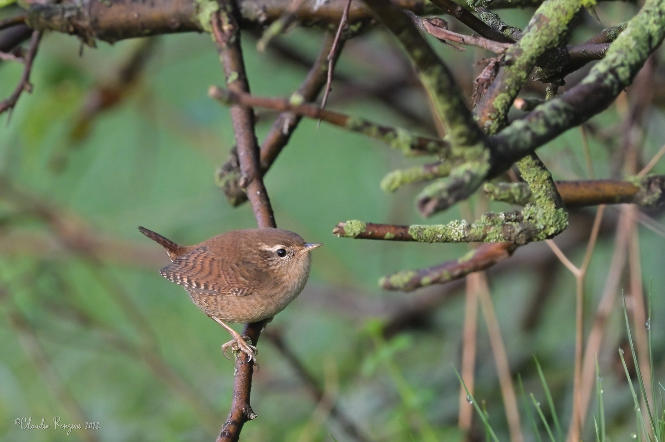 wren