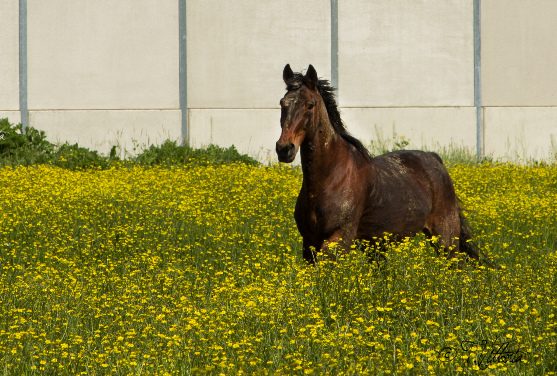 The horse in the flowers
