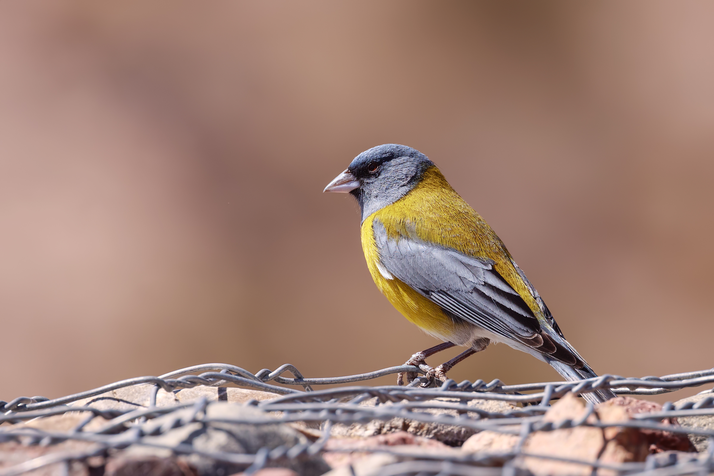 Fringuello testa grigia