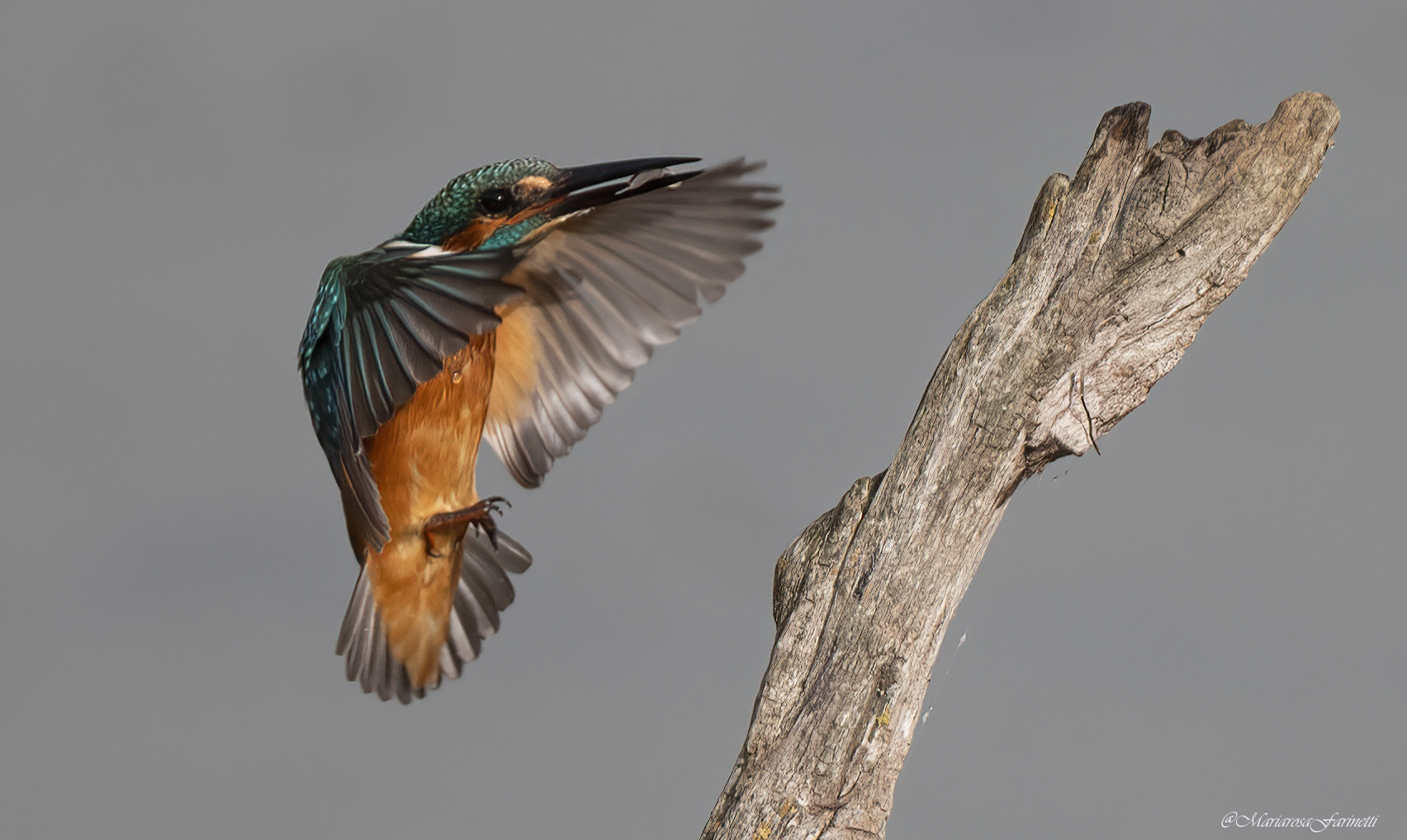 Kingfisher