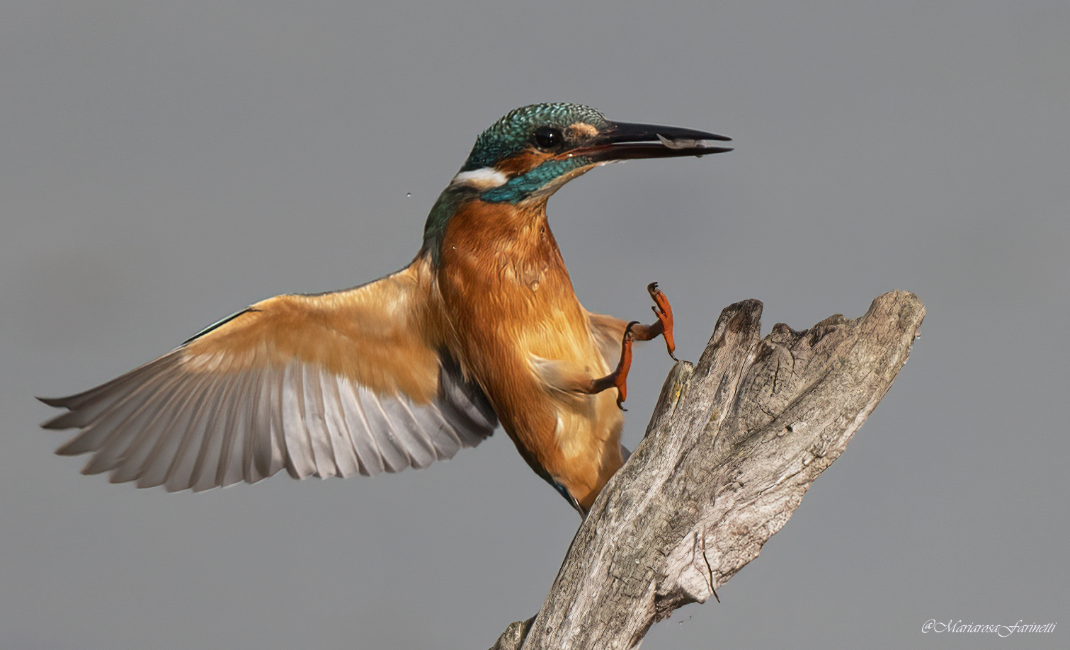 Kingfisher