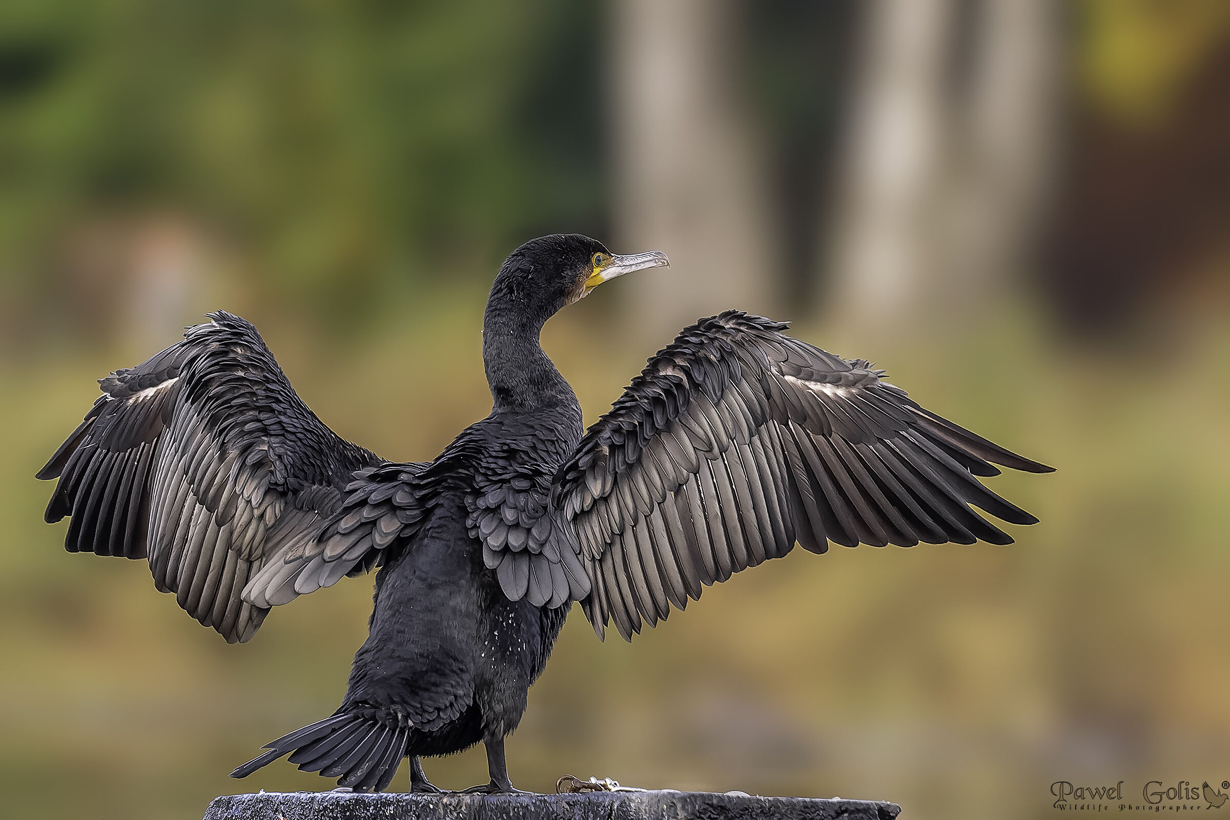Cormorano maggiore (Phalacrocorax carbo)