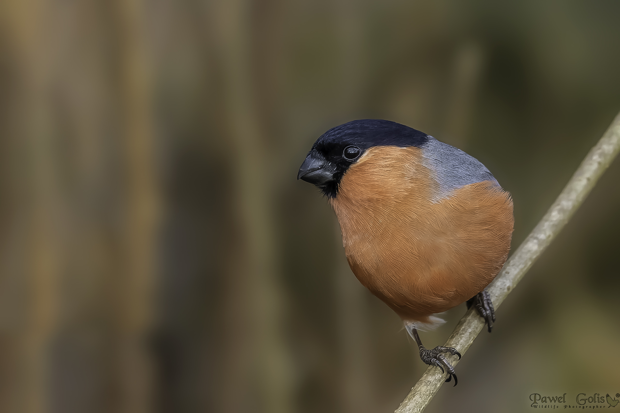 Ciuffolotto eurasiatico (Pyrrhula pyrrhula)