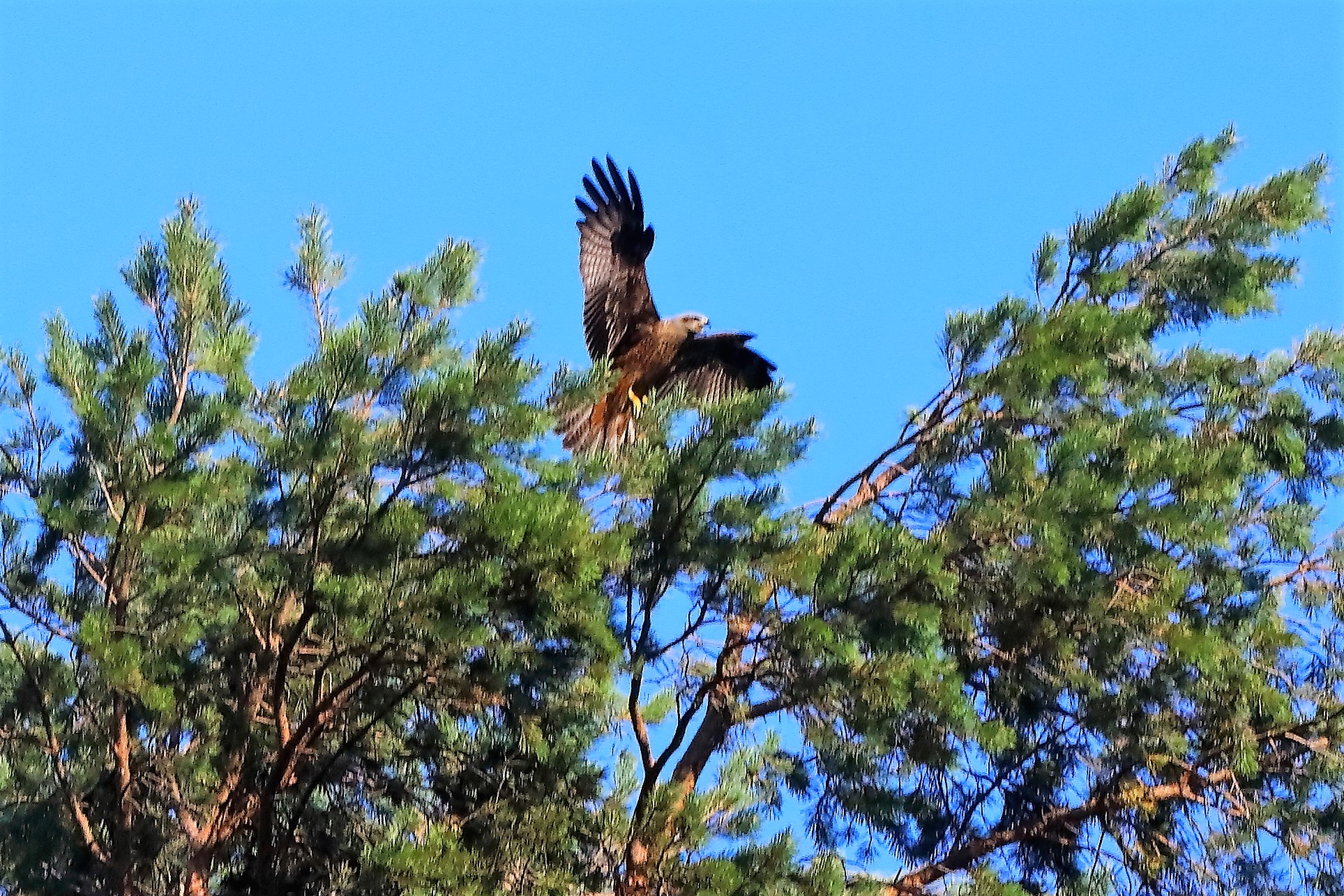 Nibbio bruno 02-08-2022