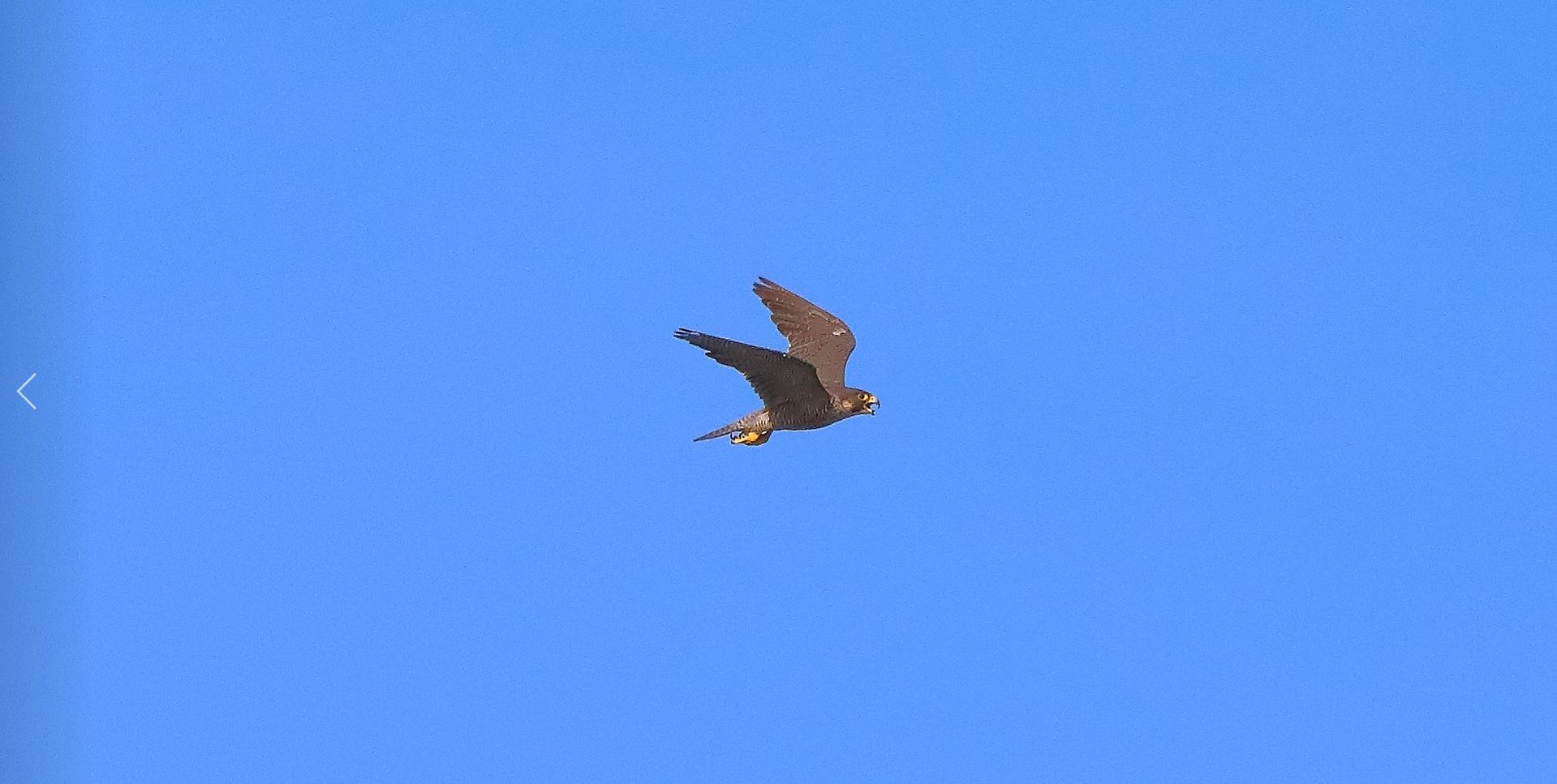 Falco pellegrino 02-08-2022