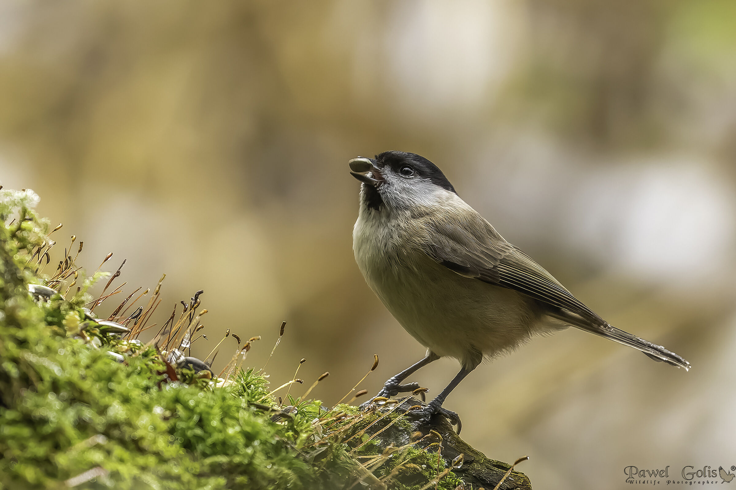 Marsh tit (Parus palustris)