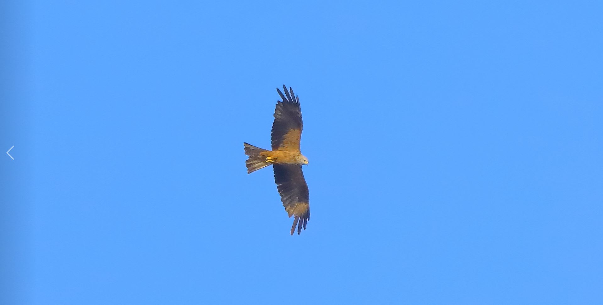 Nibbio bruno 03-08-2022