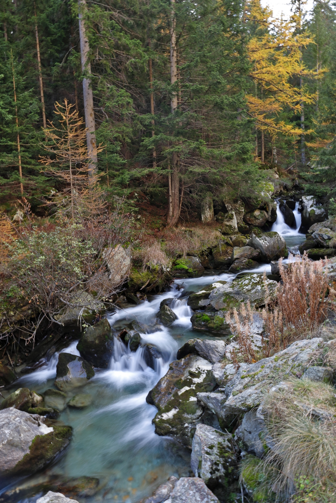 La Dora di Valgrisanche