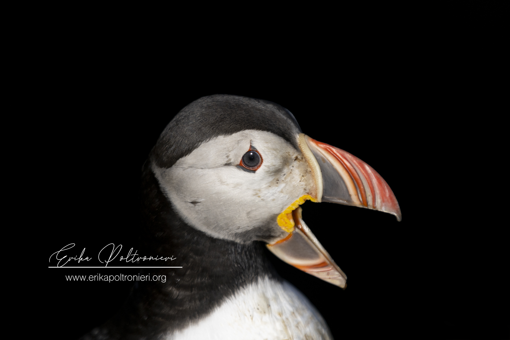 Puffin