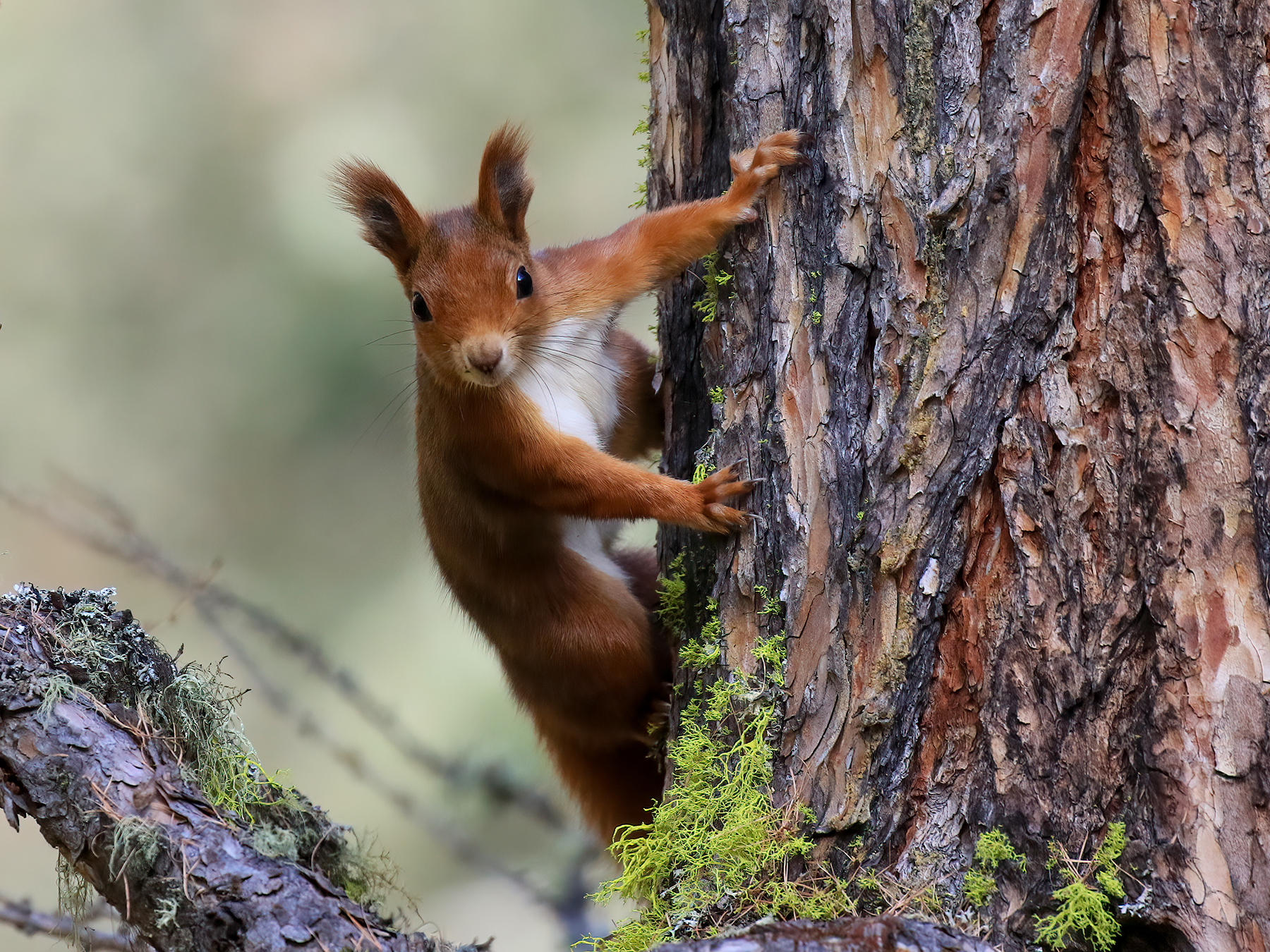 Red squirrel
