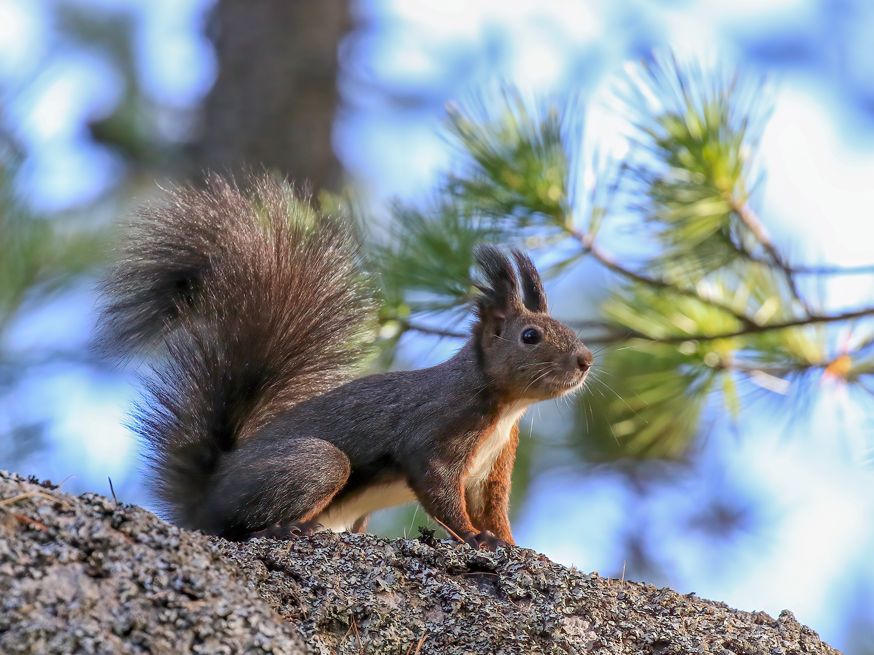 Red squirrel