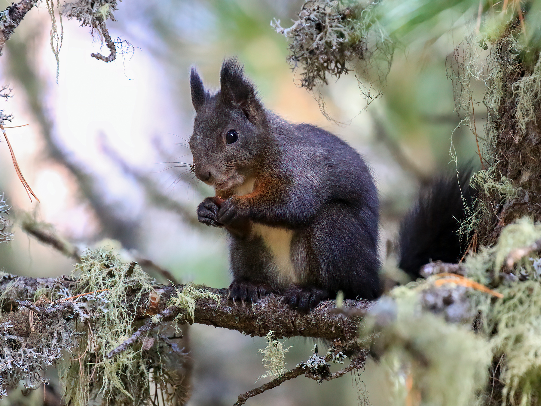 Red squirrel