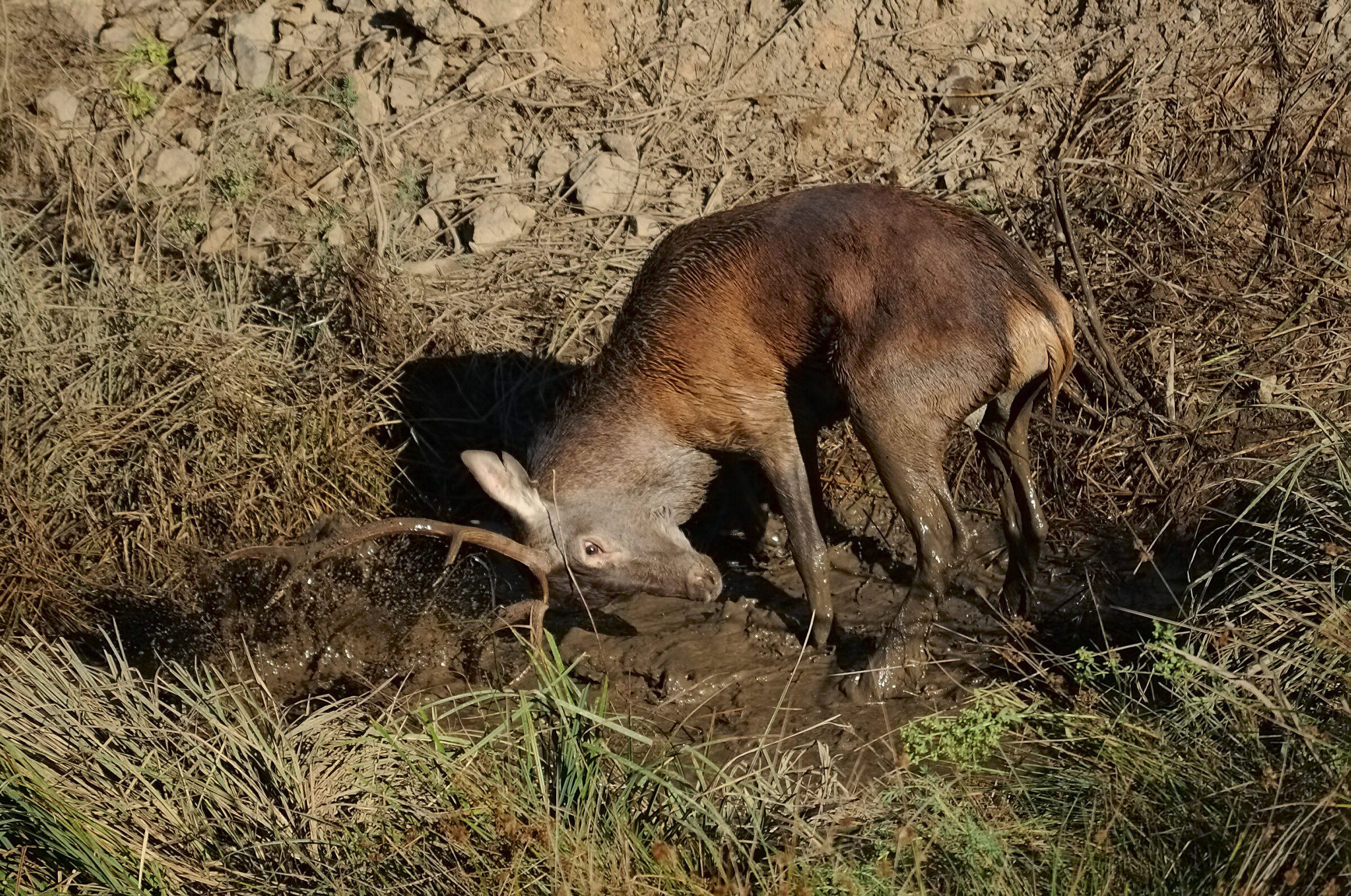 Deer all' insoglio