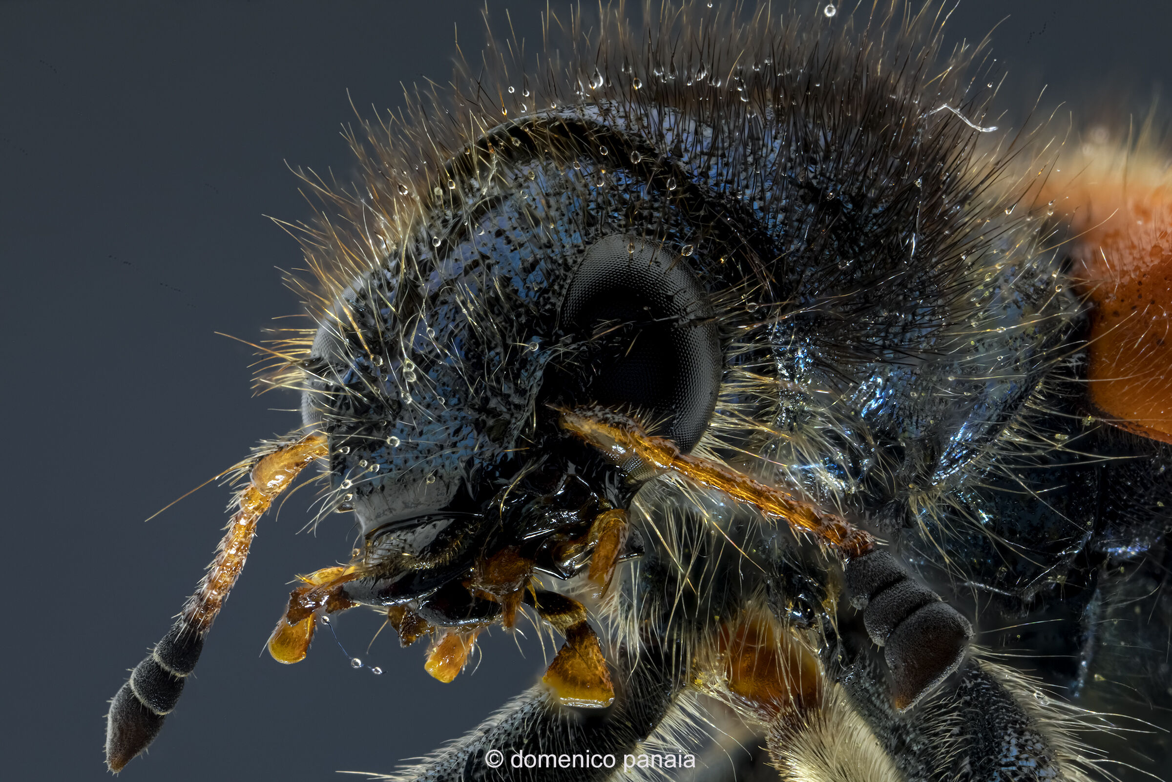 meloidae schrenk