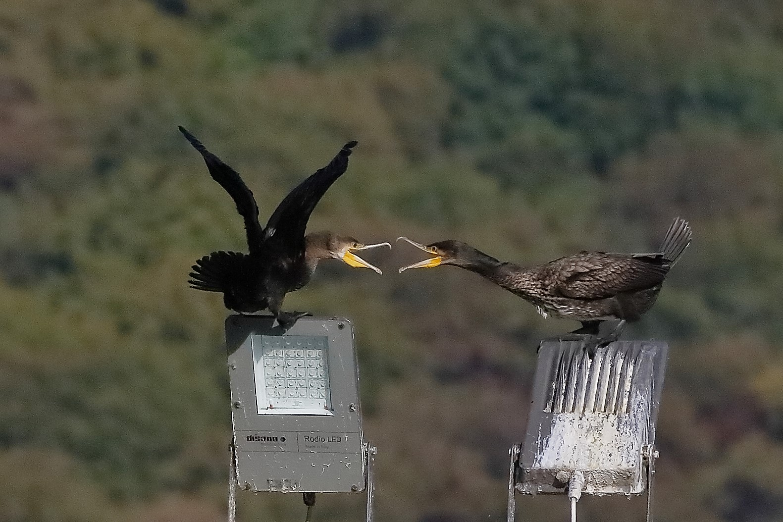 cormorani 22 ottobre 2022