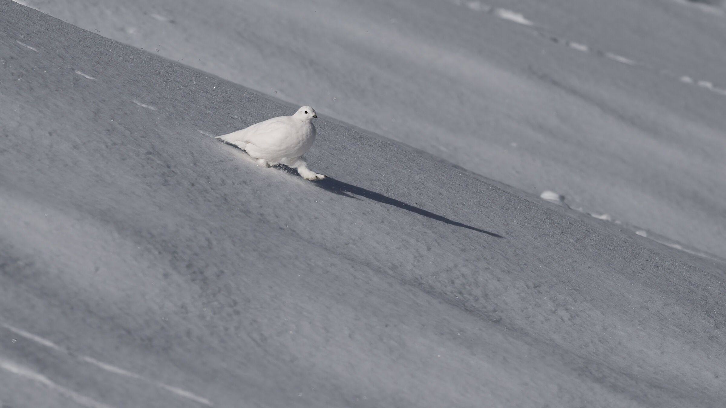 Ptarmigan's (Lagopus muta)
