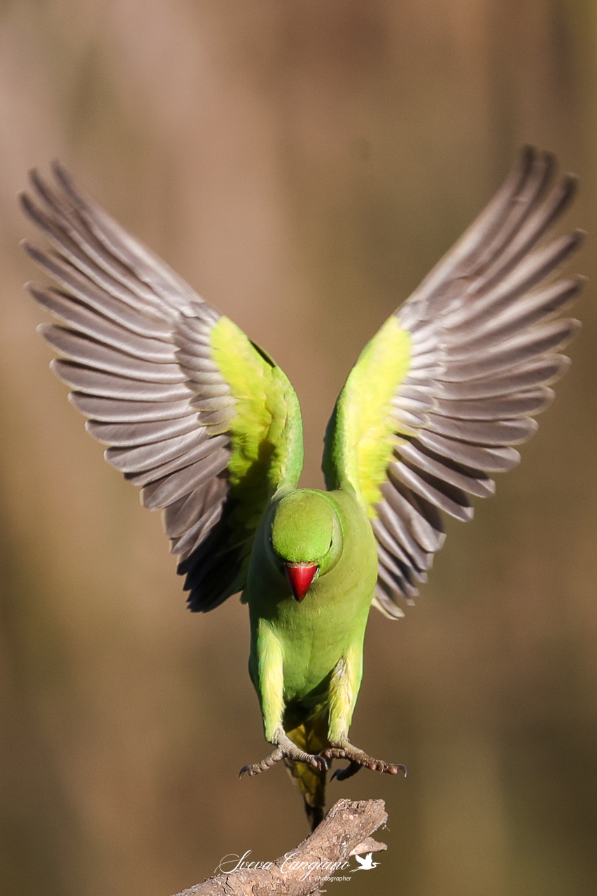 parrocchetto dal collare