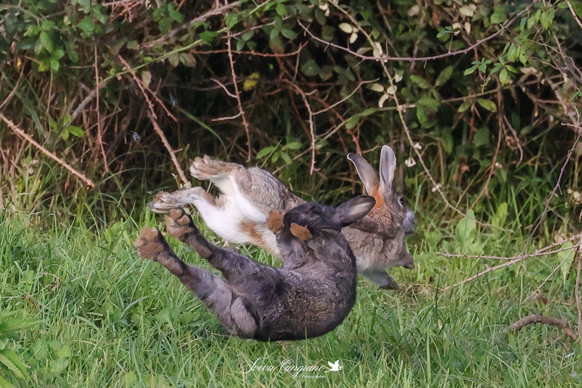 conigli che giocano a saltaconiglio