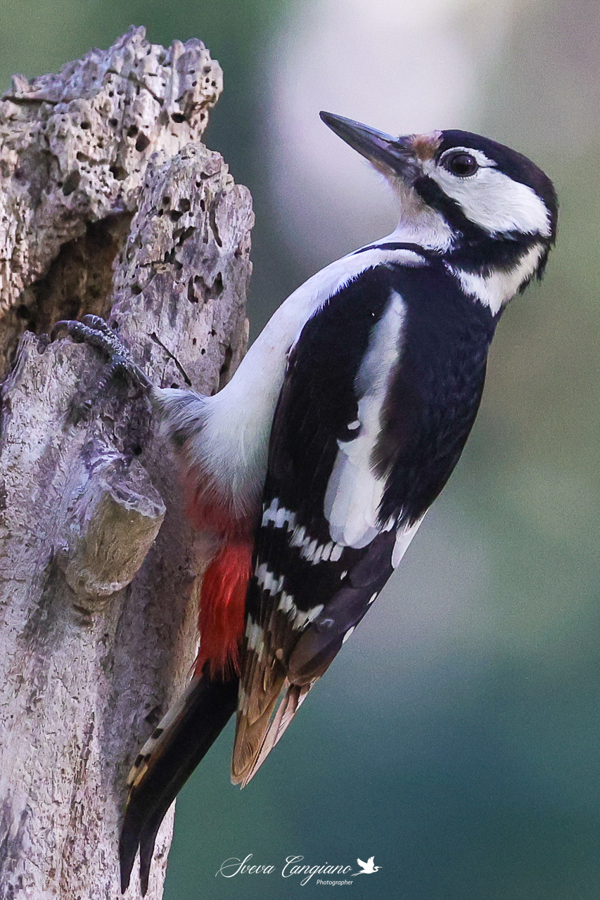 picchio rosso maggiore