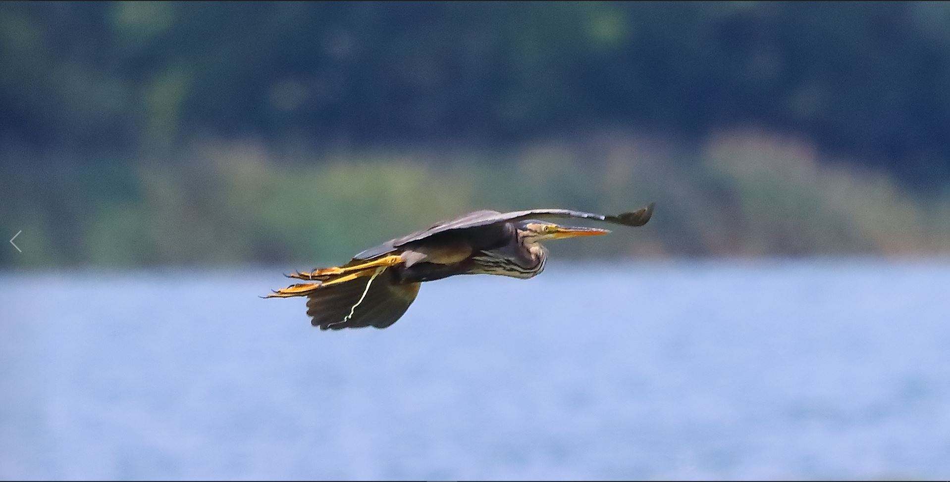 airone rosso 19-08-2022