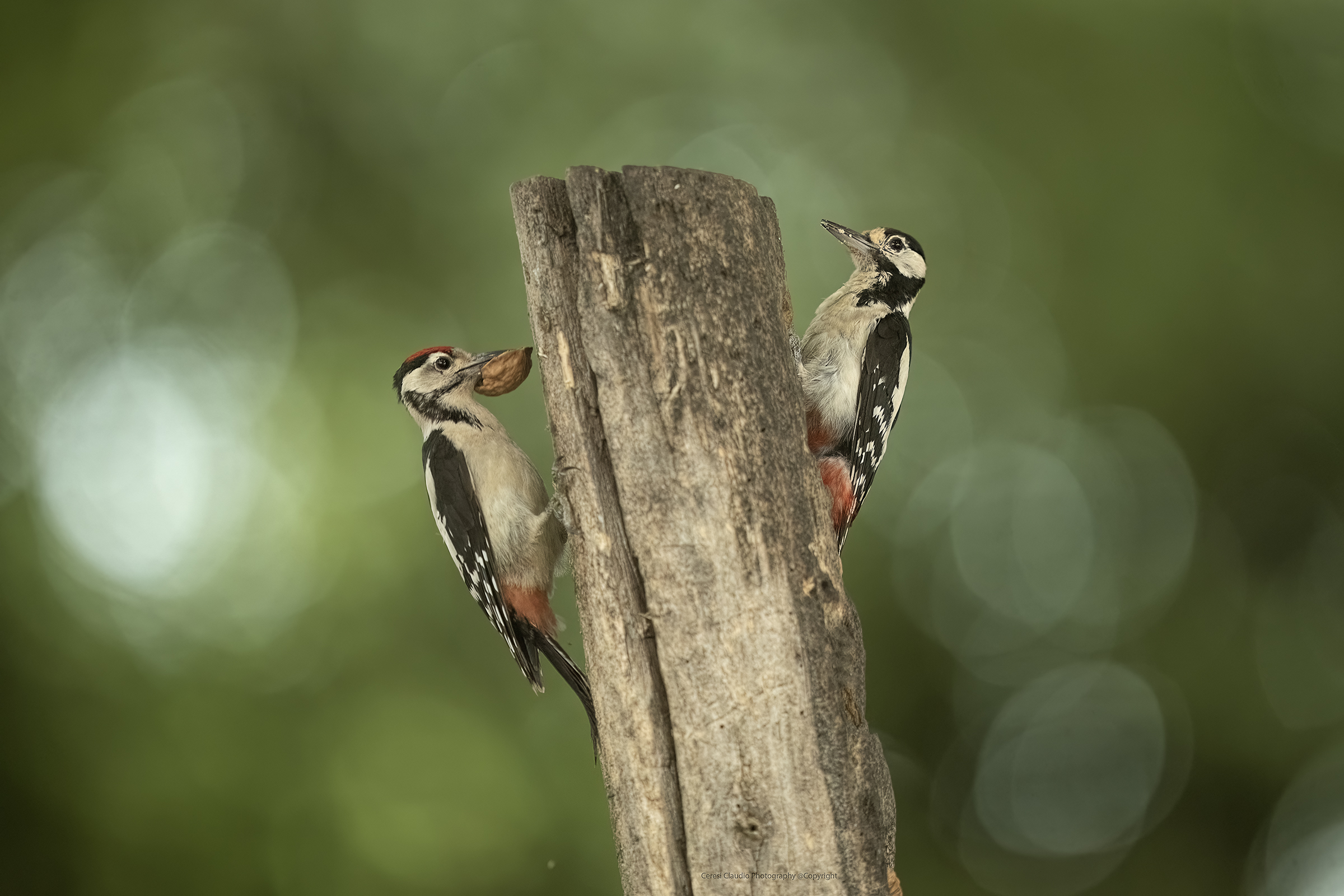 adult male and young male