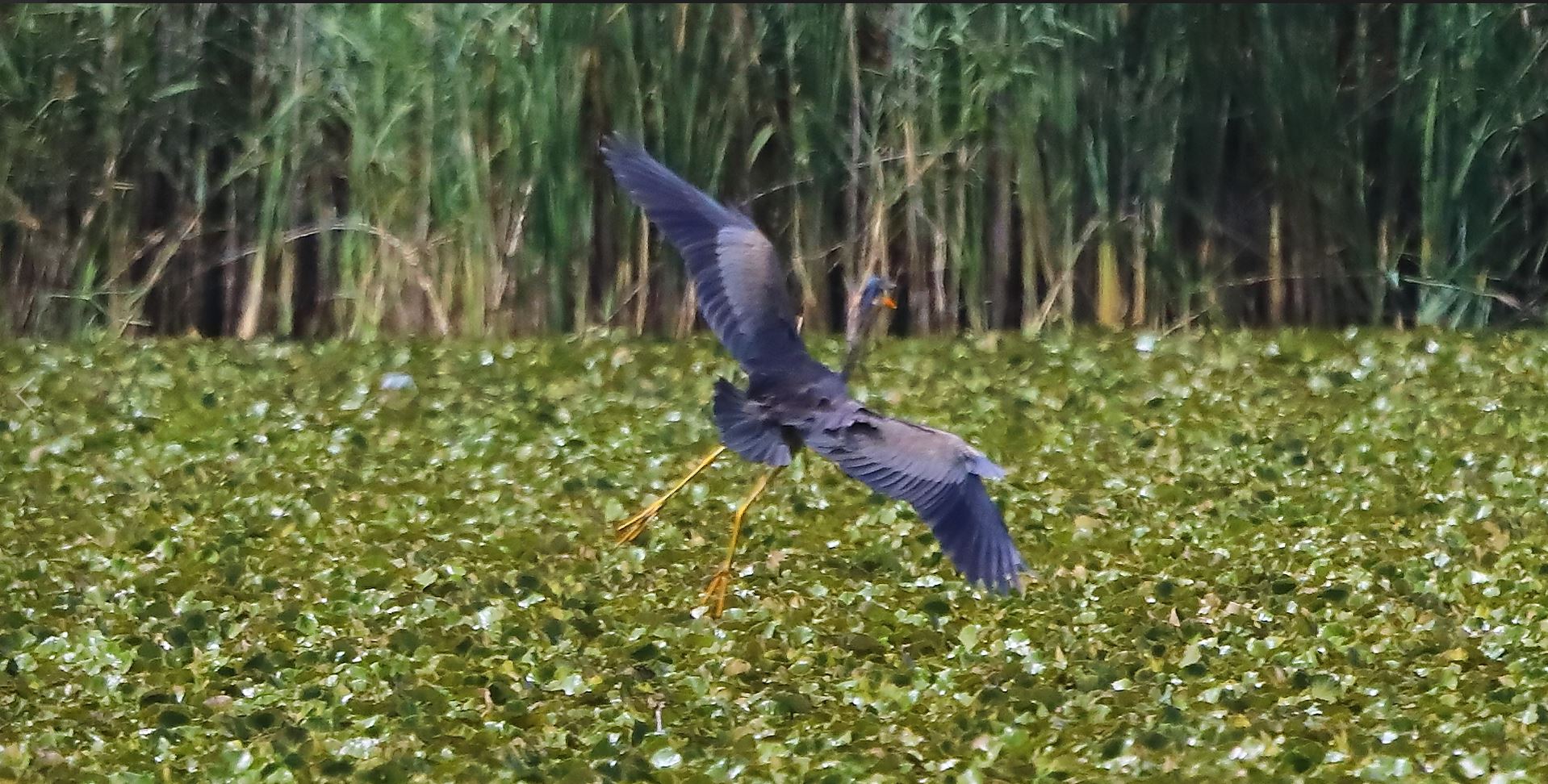 airone rosso 19-08-2022