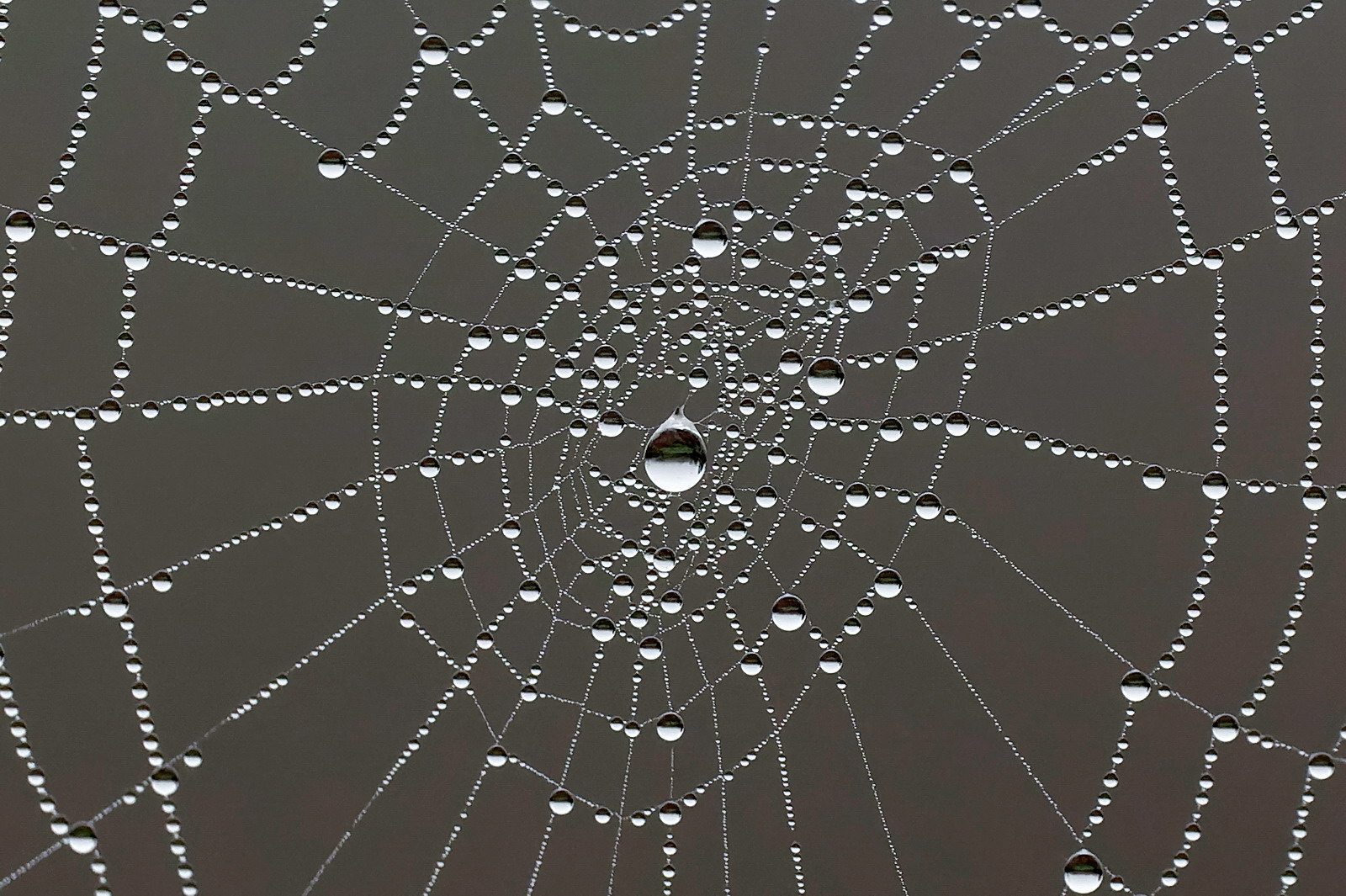 Spider net