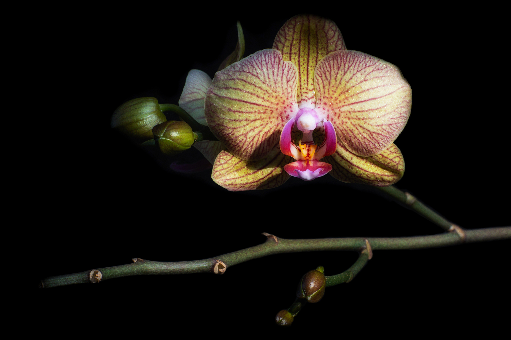 Orchid in Brazil