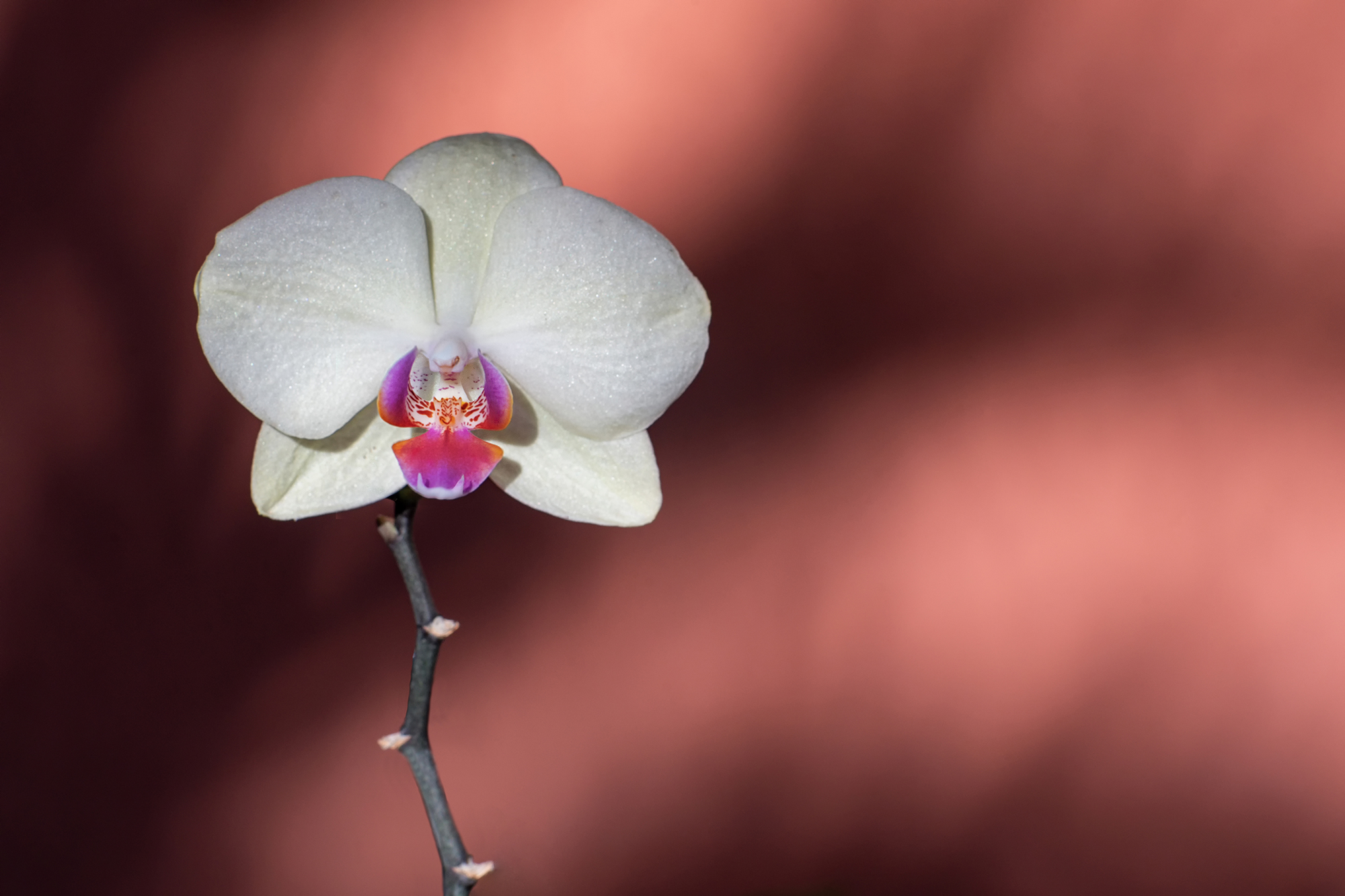Orchid in Brazil 2