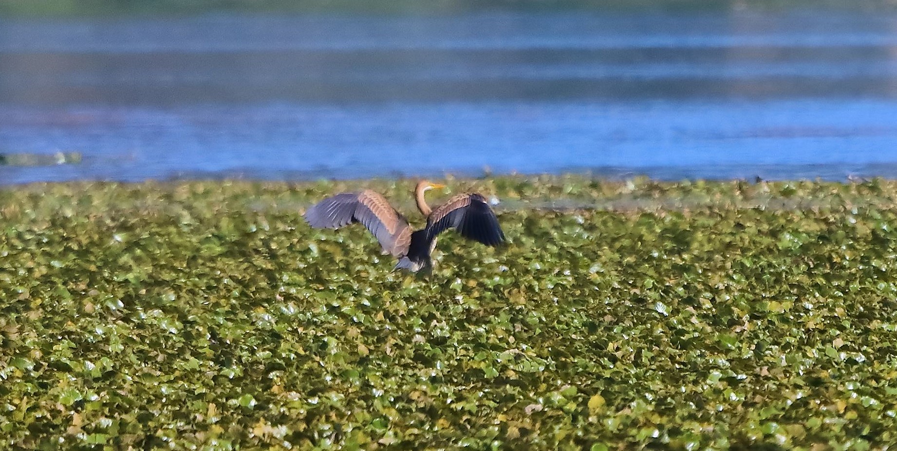 airone rosso 24-08-2022