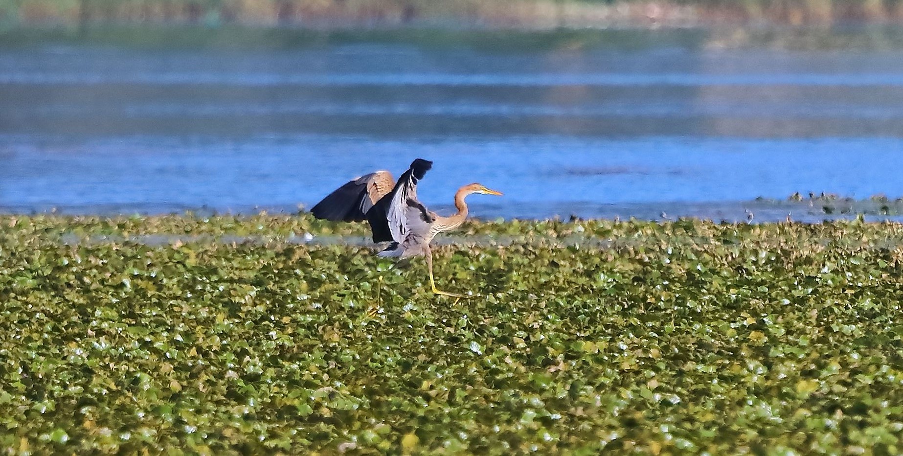 airone rosso 24-08-2022