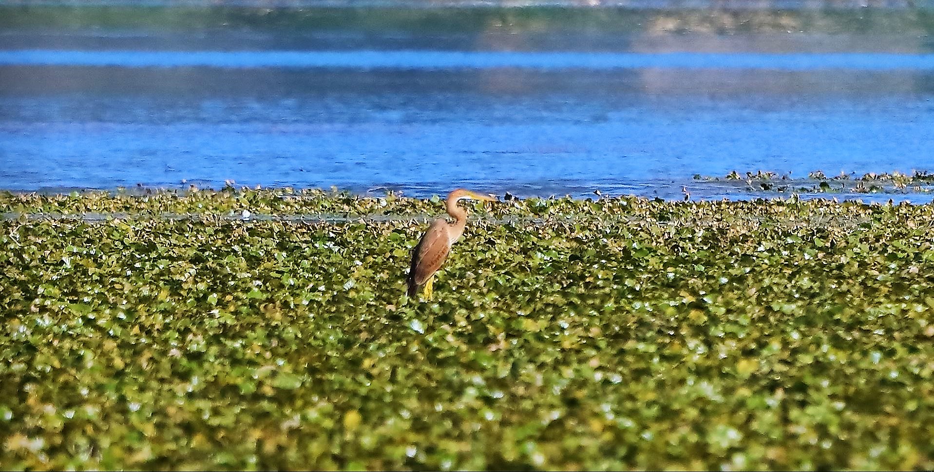 airone rosso 24-08-2022