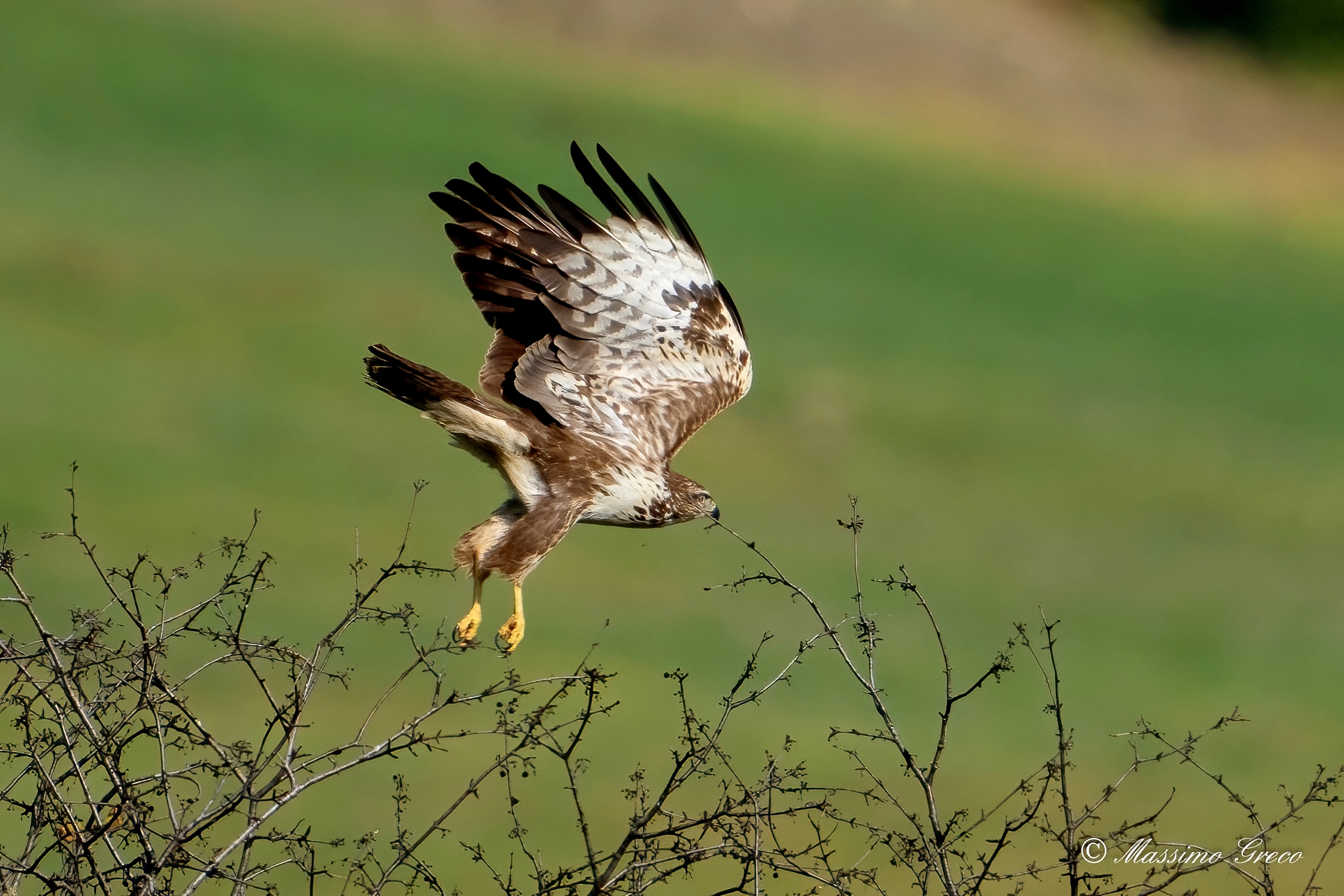 Buzzard (Buteo buteo)