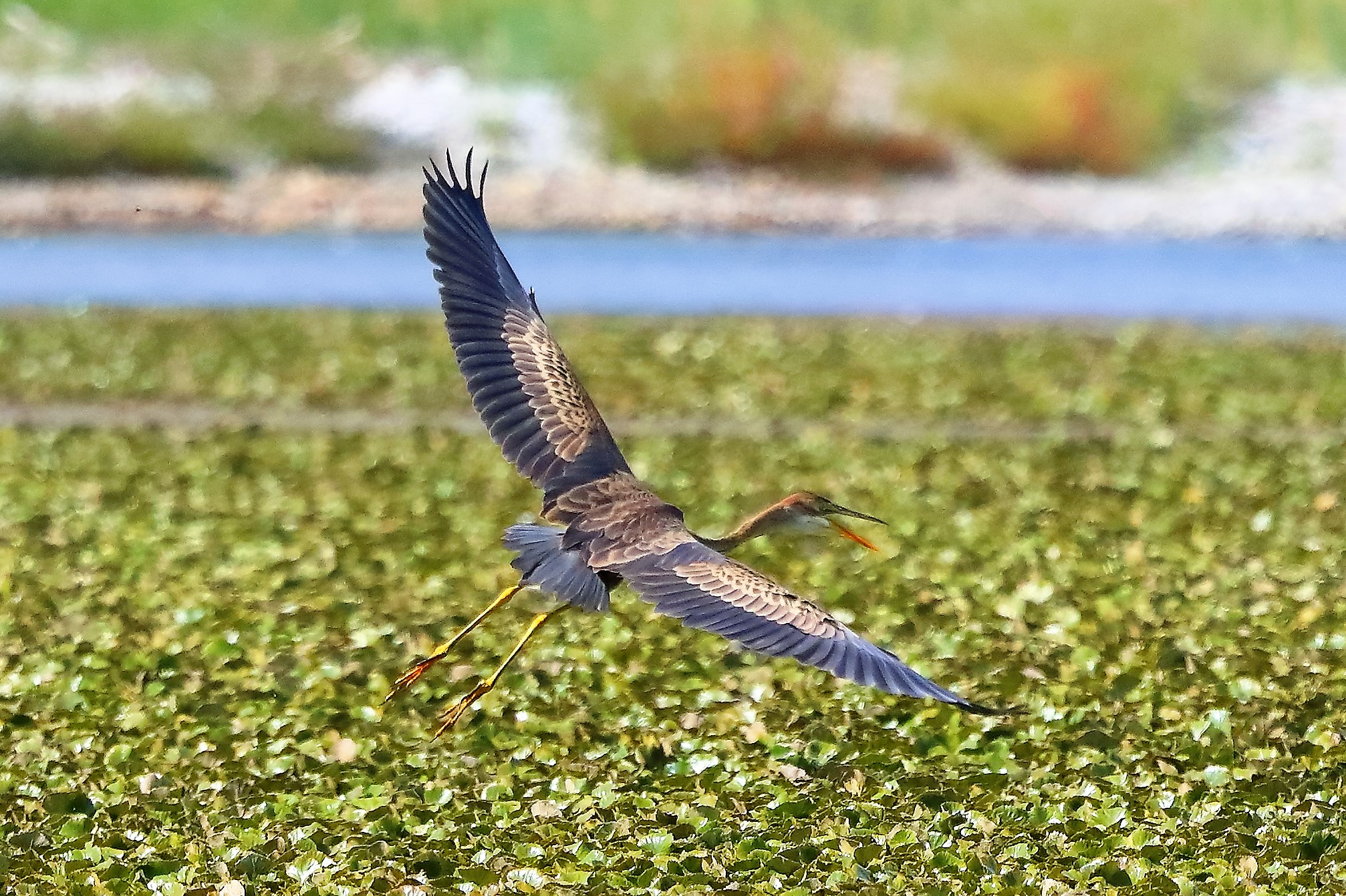 airone rosso 27-08-2022