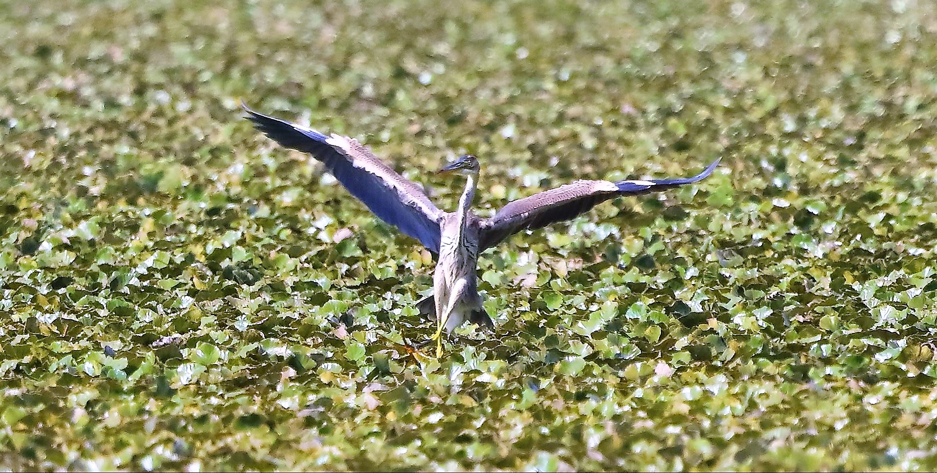 airone rosso 27-08-2022