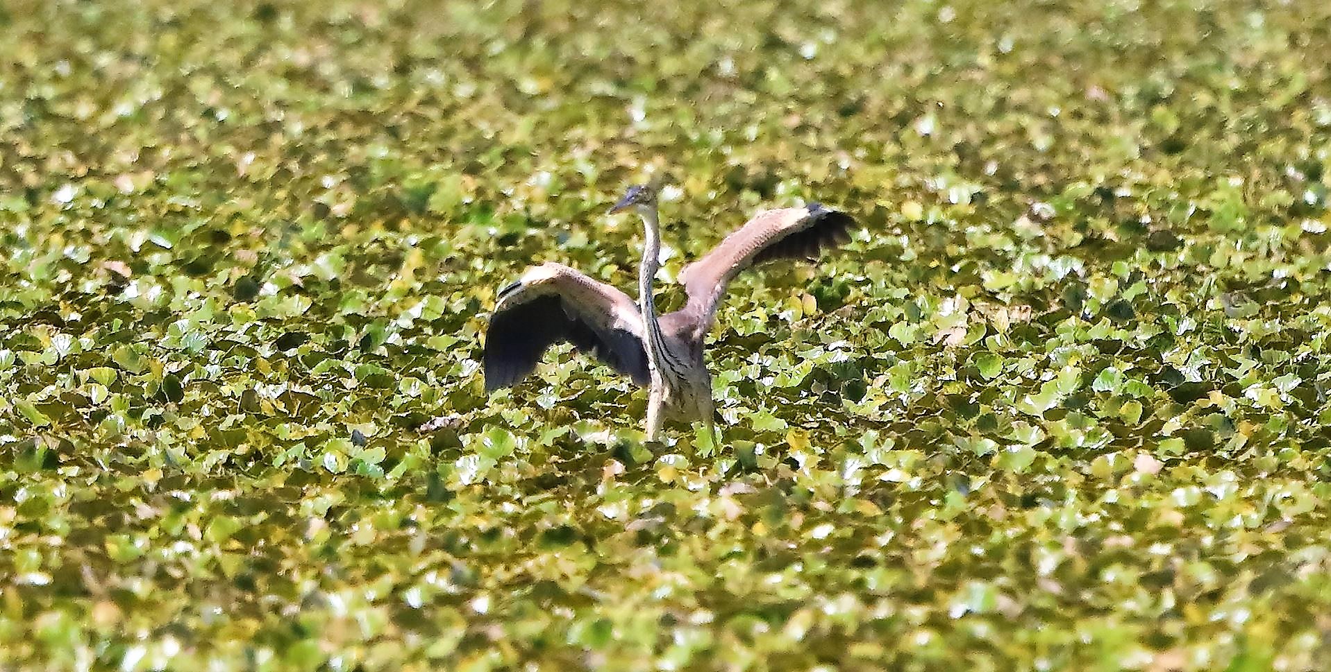 airone rosso 27-08-2022