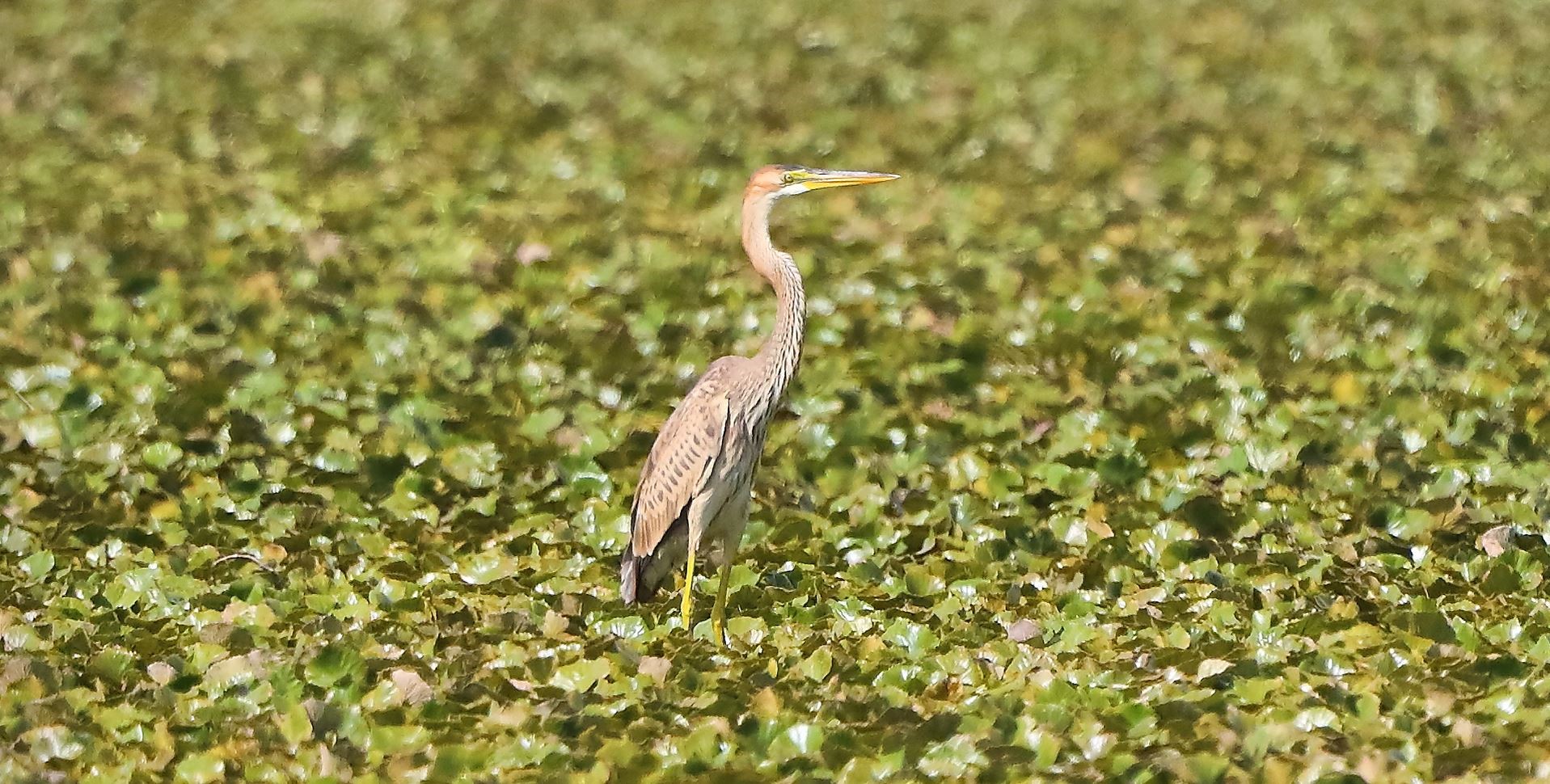 airone rosso 27-08-2022