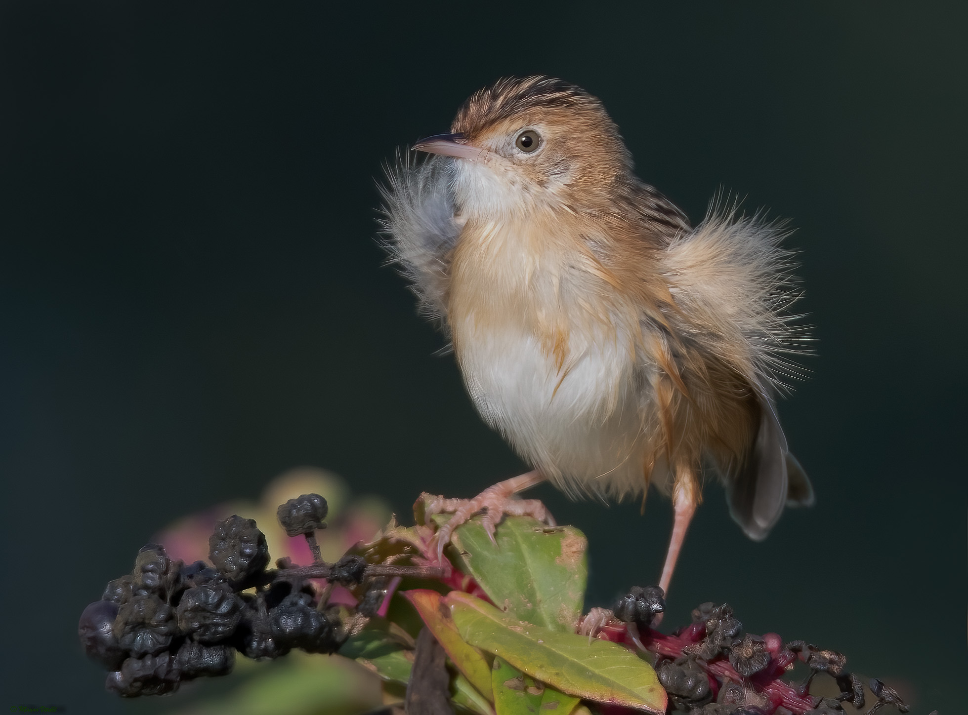 Snipe (Cisticola juncidis)