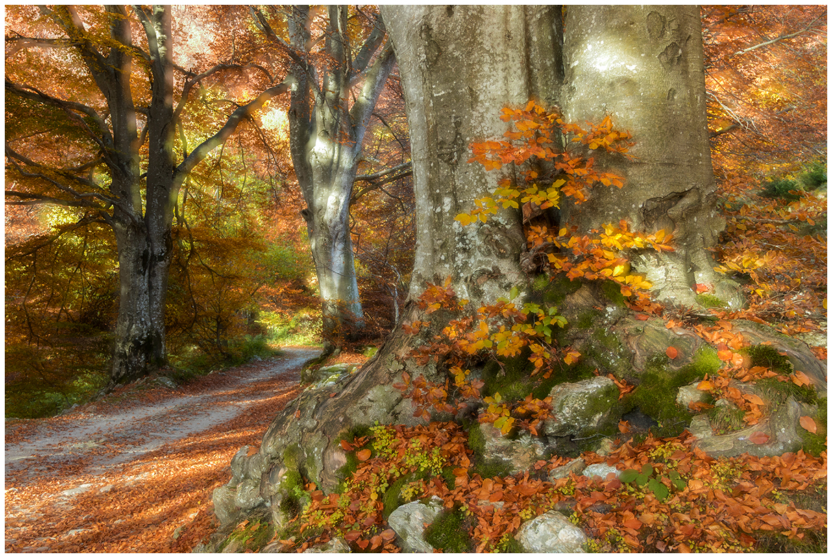 nel bosco dei giganti