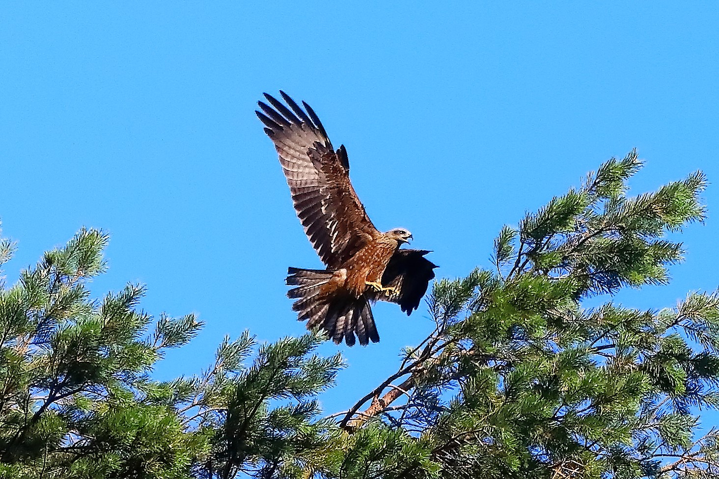 Nibbio bruno 02-08-2022
