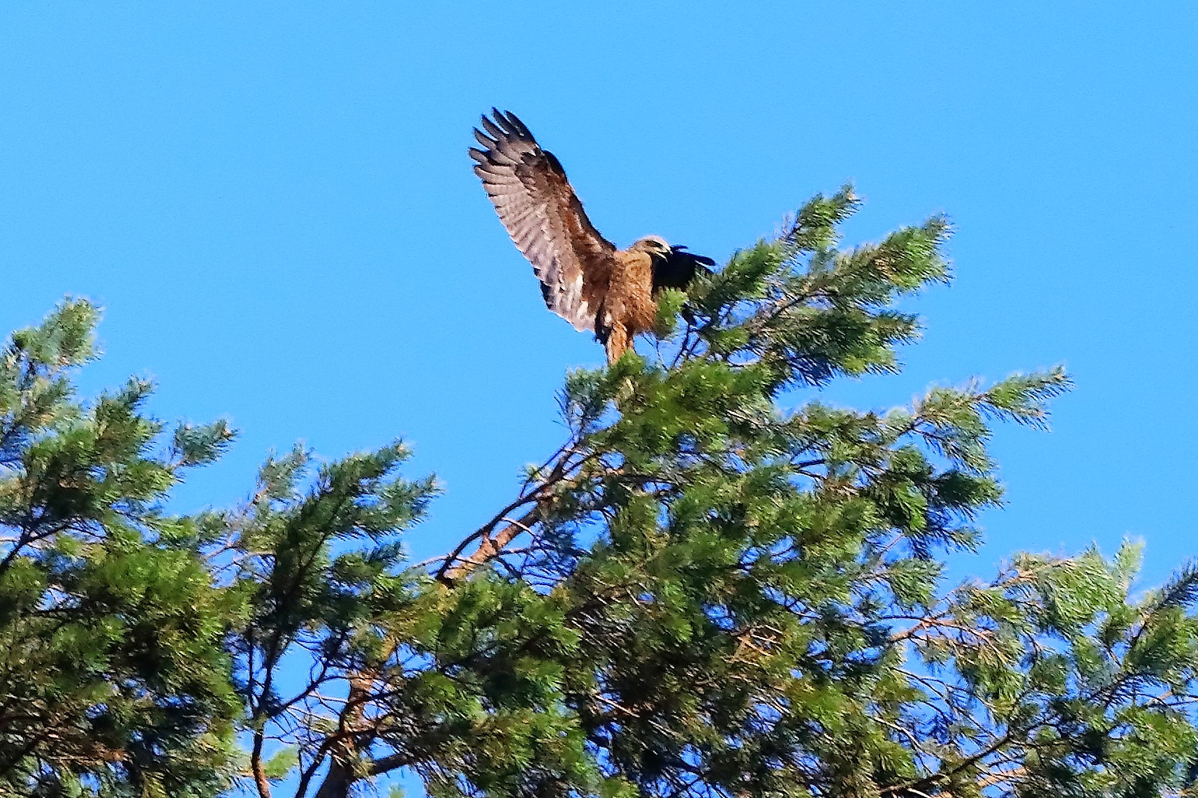 Nibbio bruno 02-08-2022