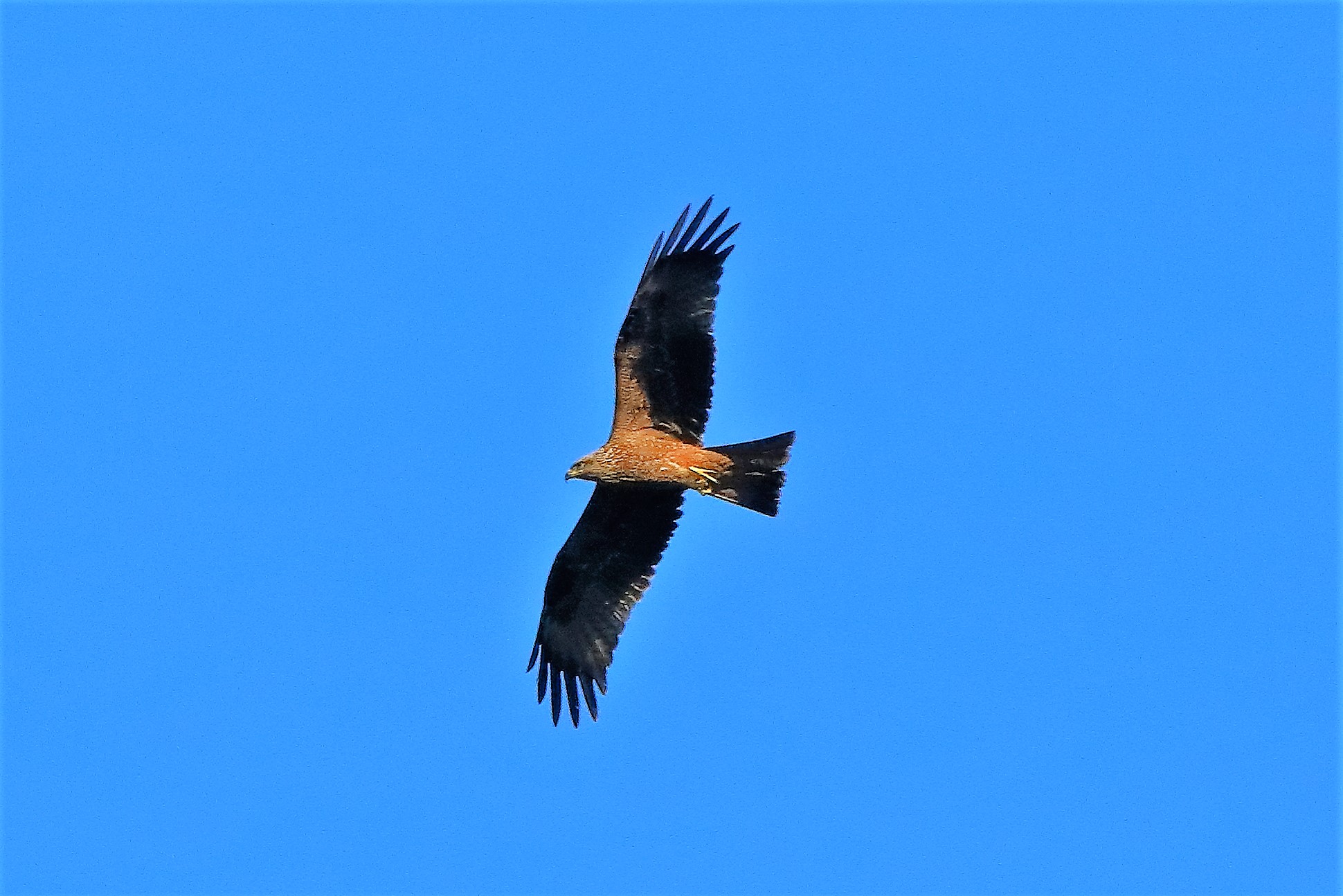 Nibbio bruno 02-08-2022