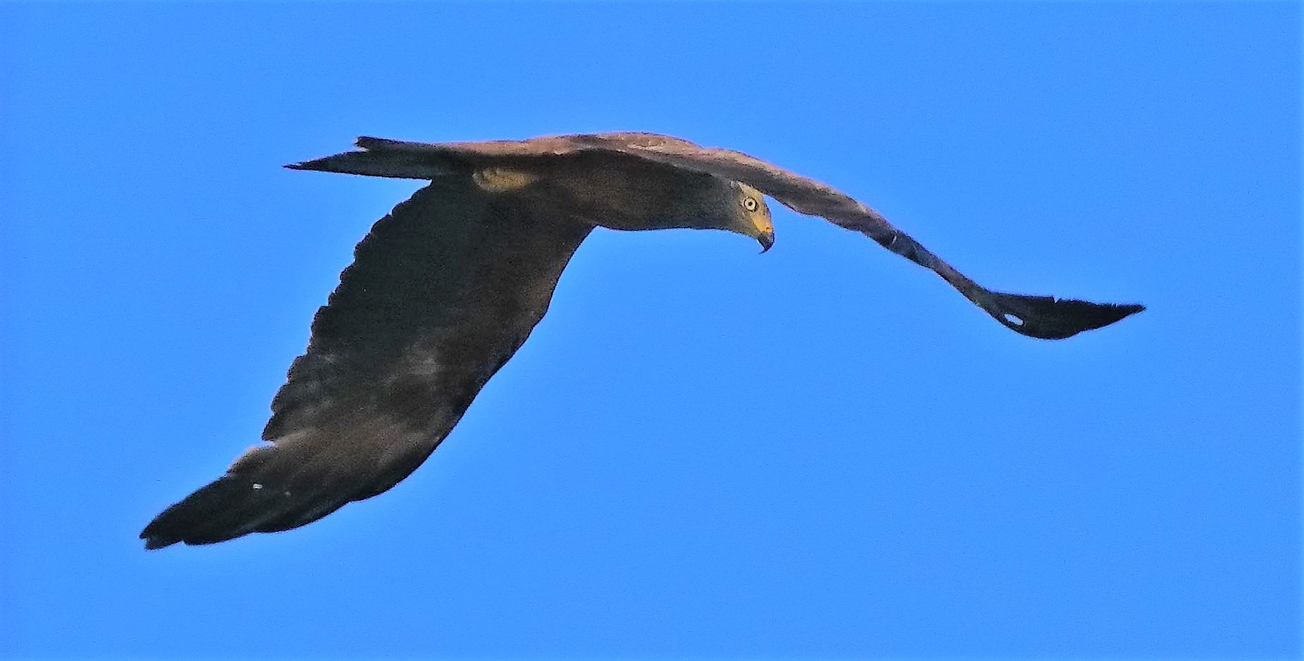 Nibbio bruno 03-08-2022