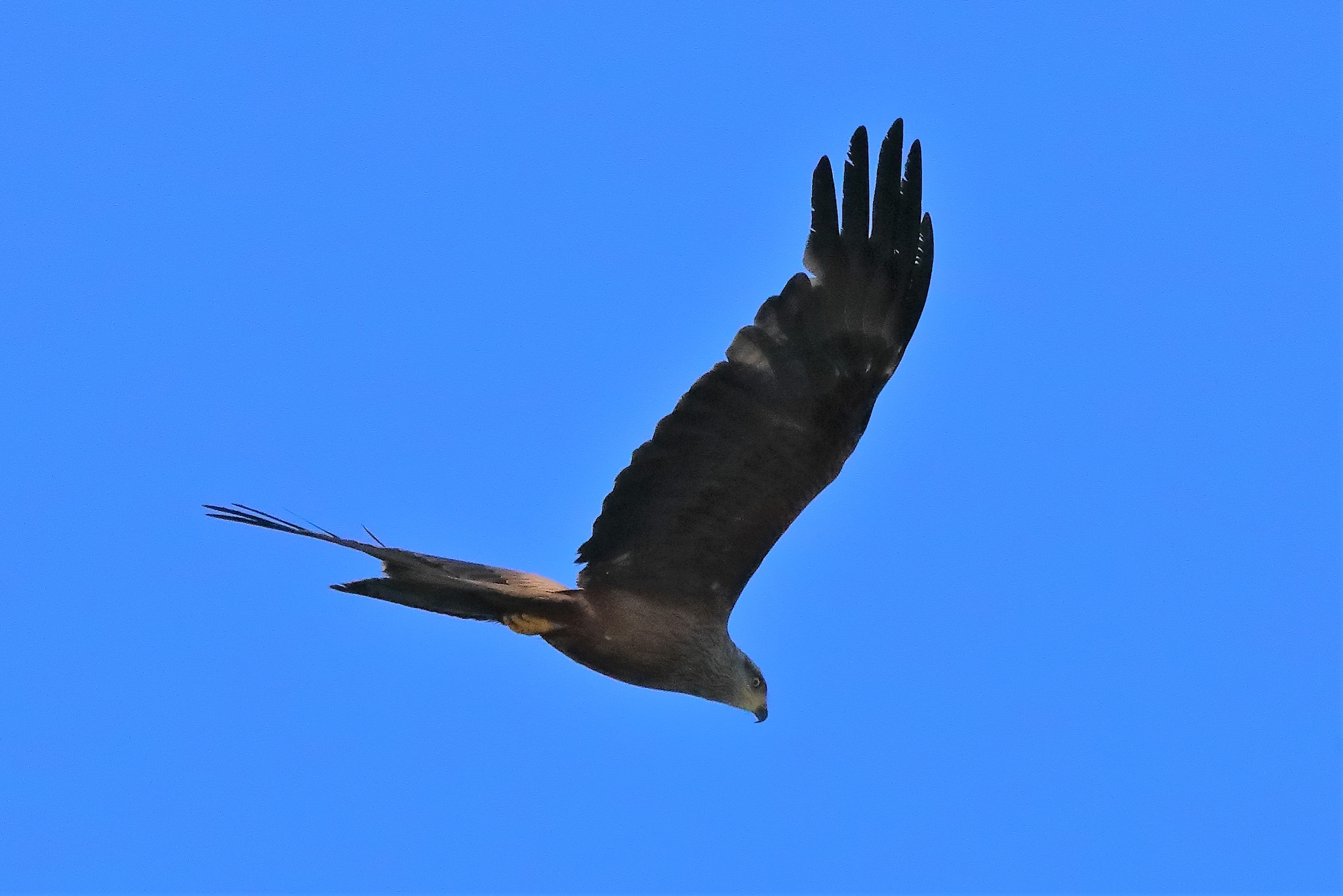 Nibbio bruno 03-08-2022