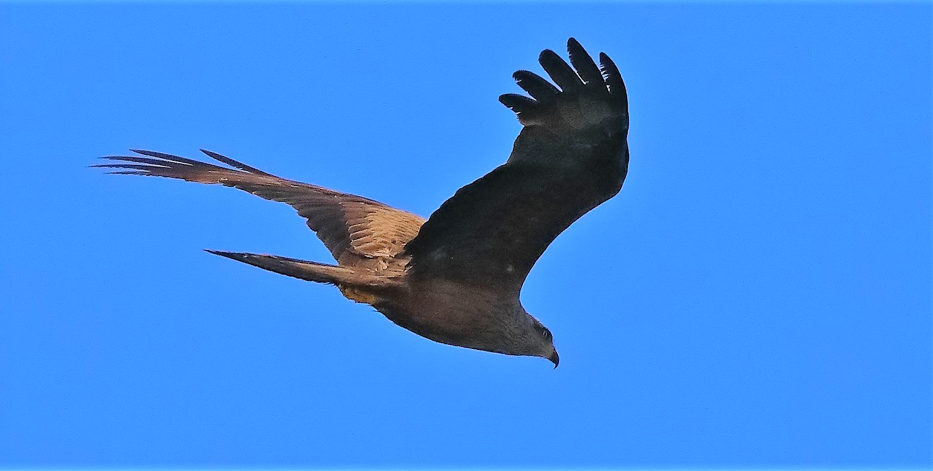 Nibbio bruno 03-08-2022