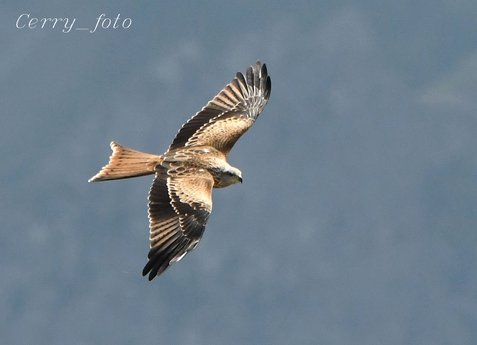 kite